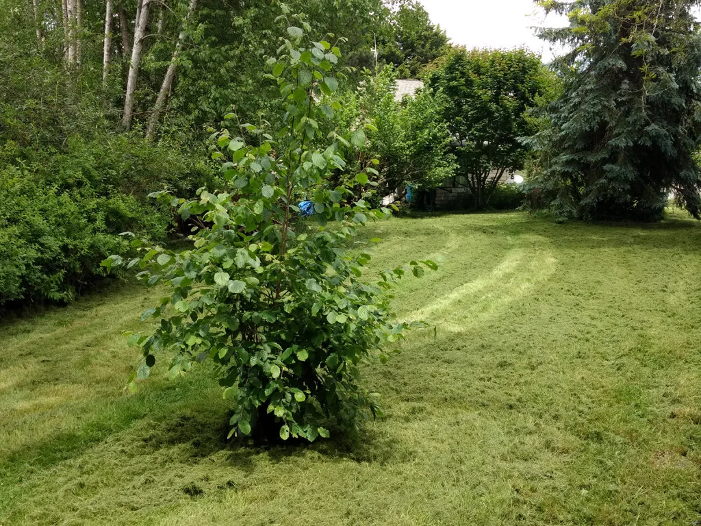 Beaked hazelnut - Jim Weisenbach