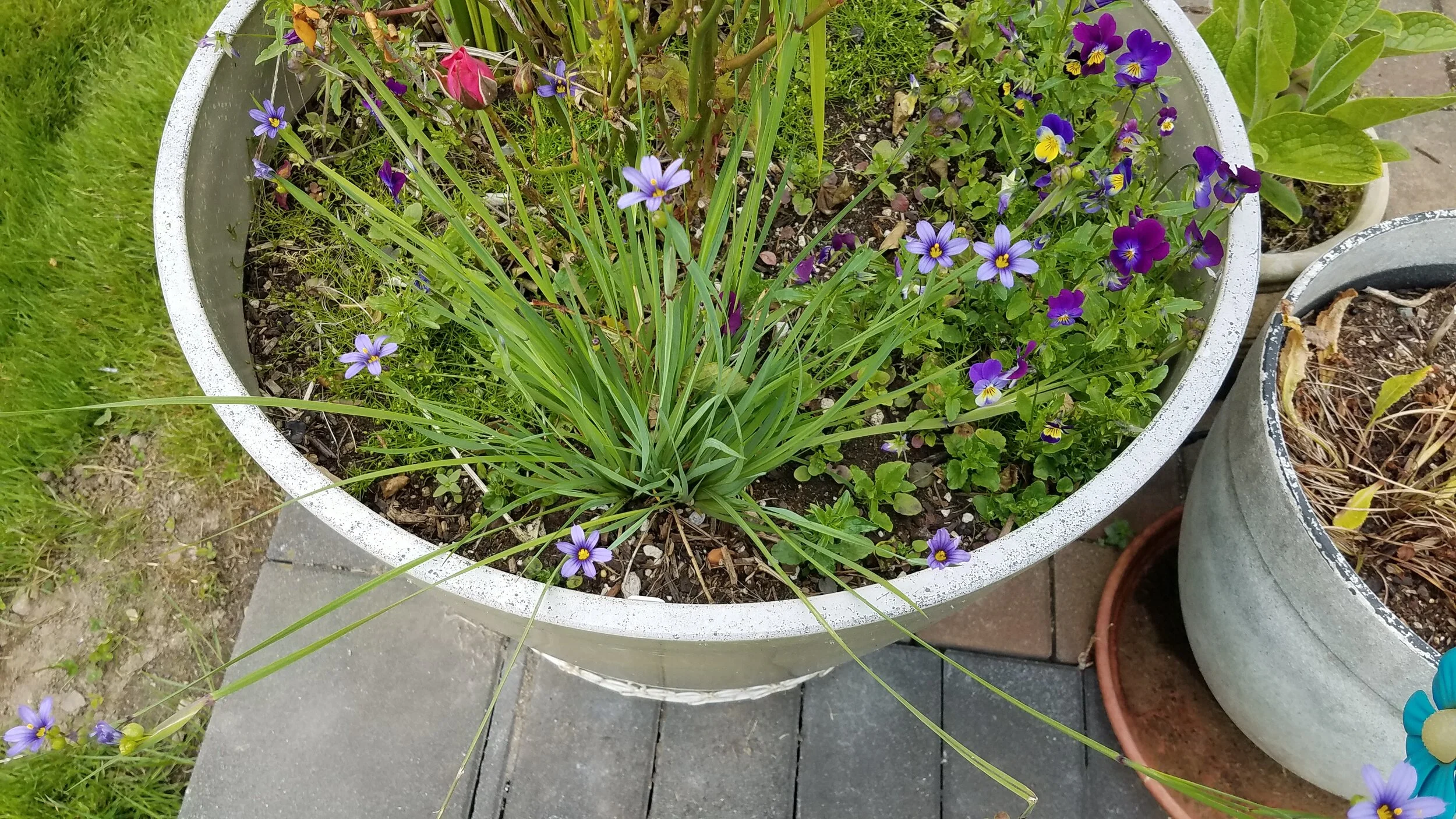 Blue eyed grass - Jeanette Kuo