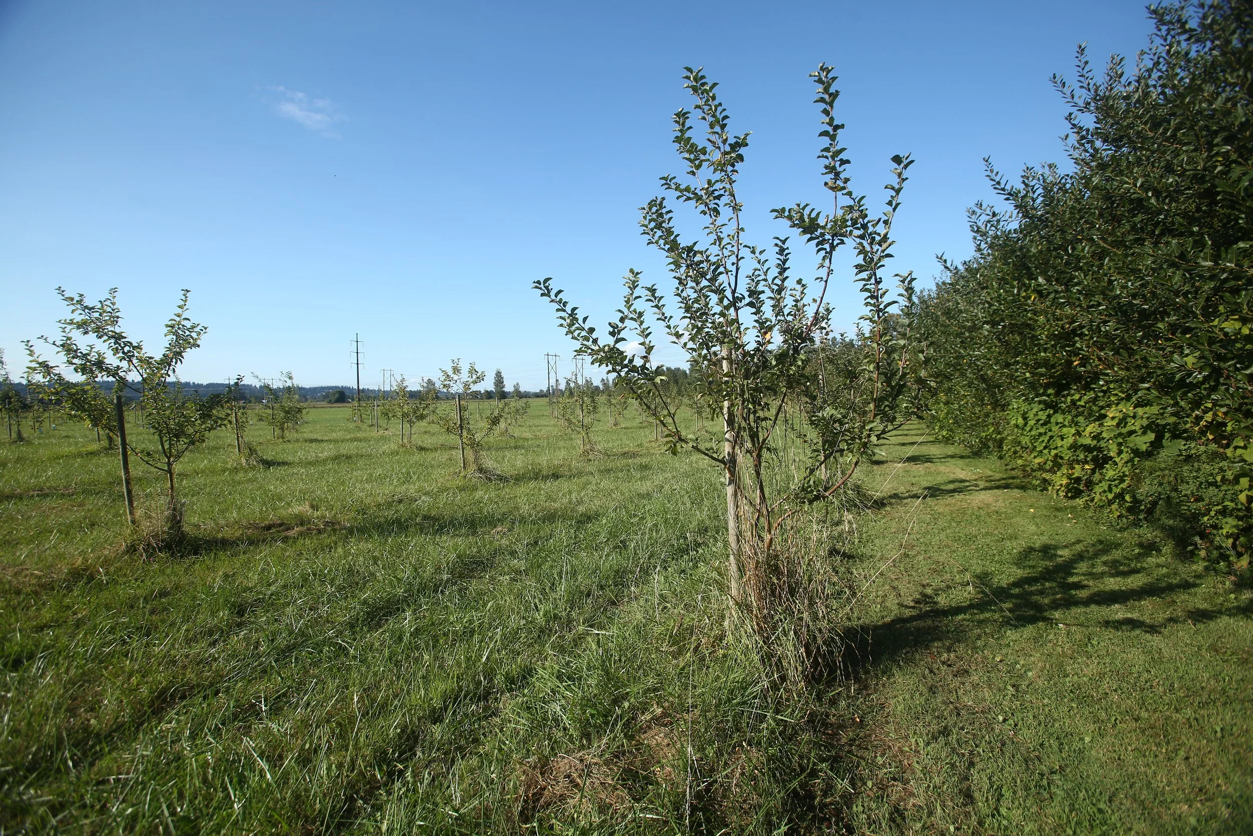 SARE Farmer Rancher Alley Cropping.JPG