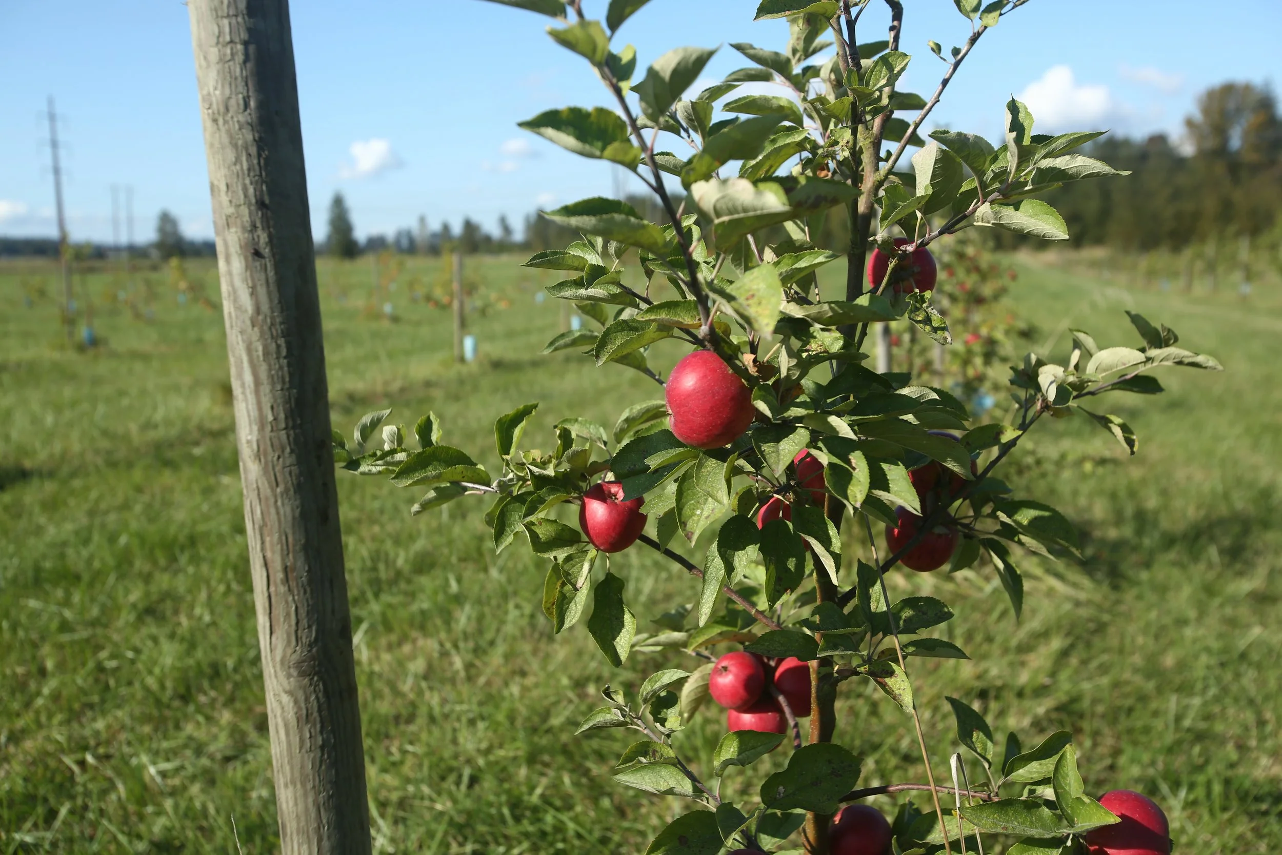SARE Farmer Rancher apples.JPG