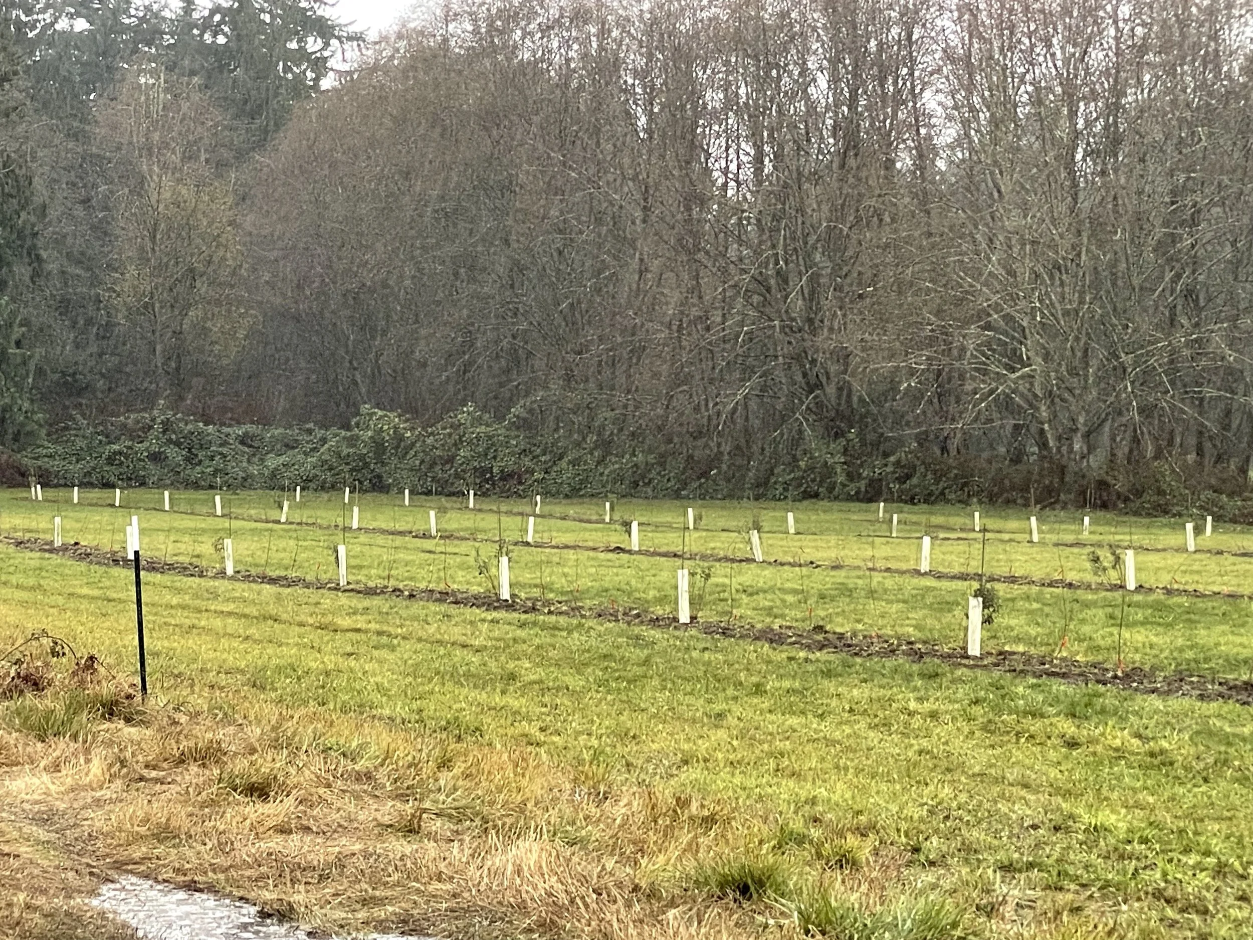 Rooted Northwest Planting WSDA SCBG.JPG