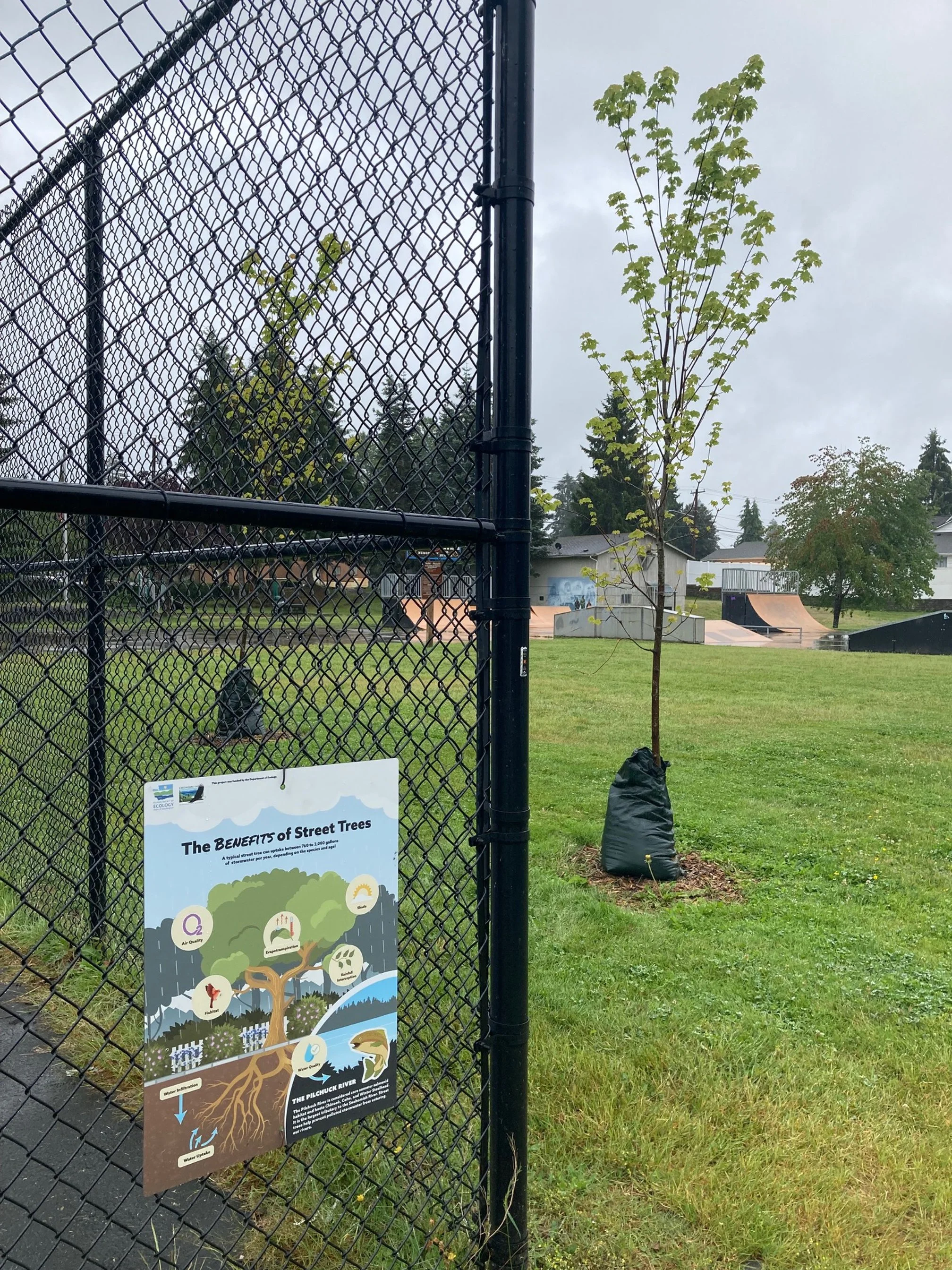 Street Trees Protect Watershed Health in Granite Falls