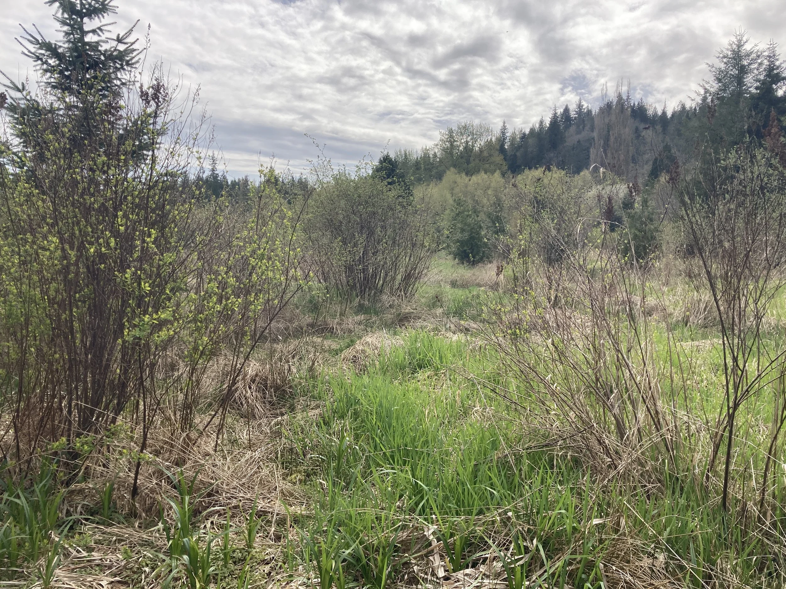 Ten Years of Tending to Woods Creek