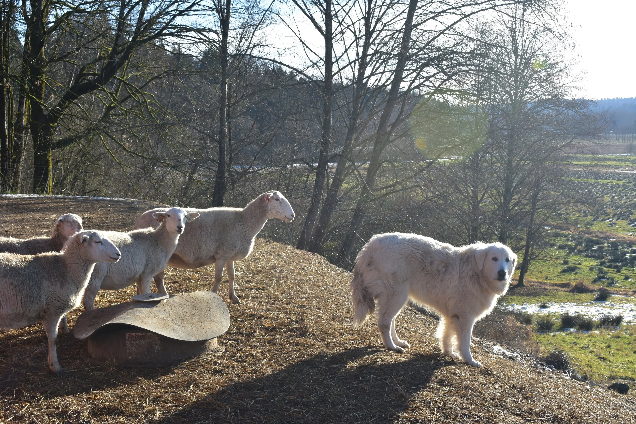 Cost Share for Canfield Farms