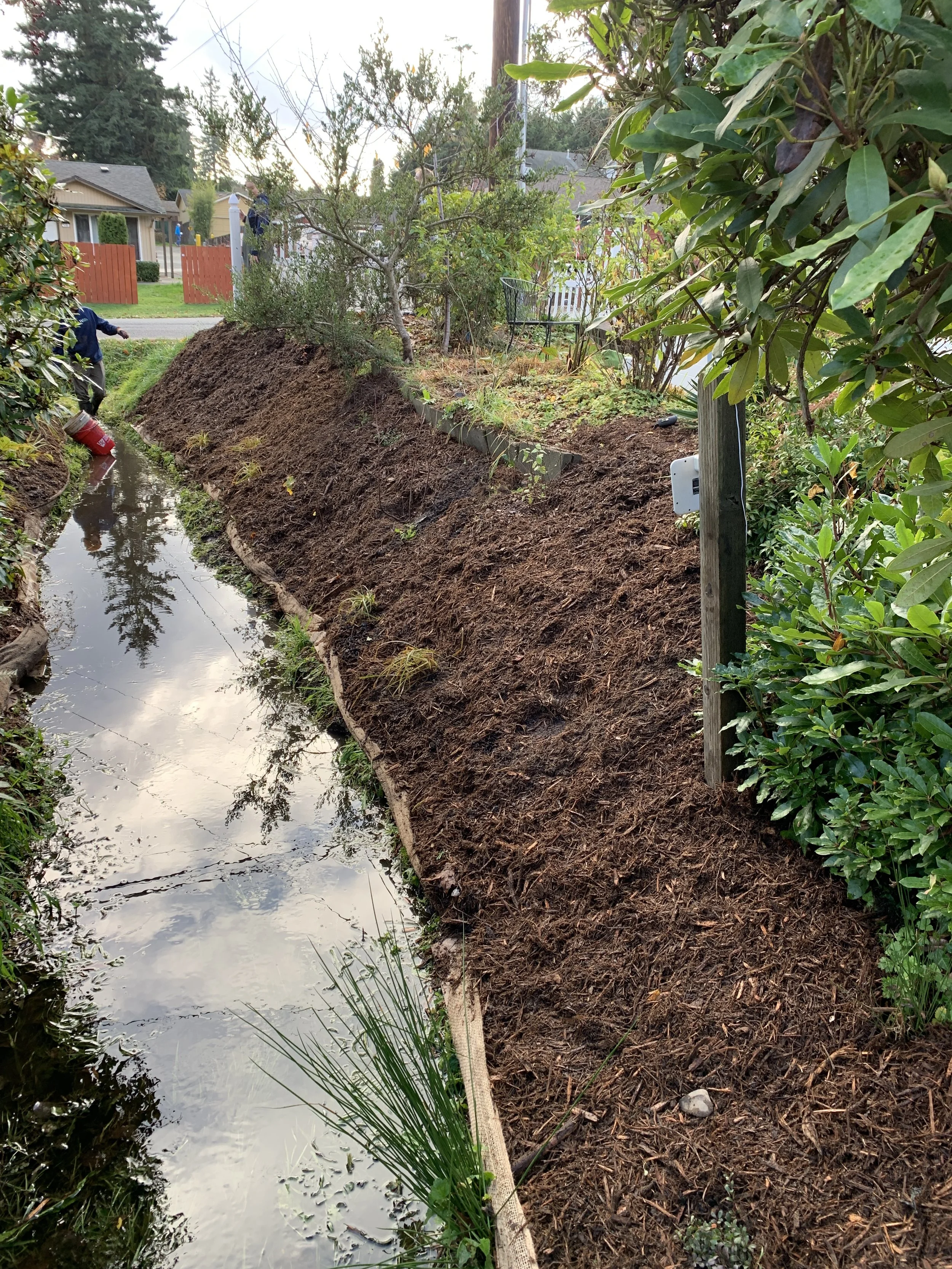 A small creek in a backyard is lined with new mulch and small plants