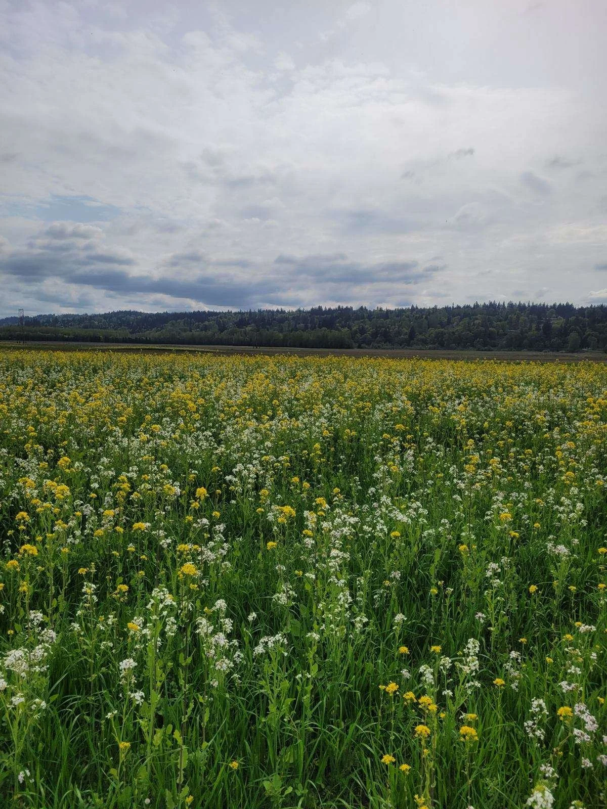 Field of flowering plants