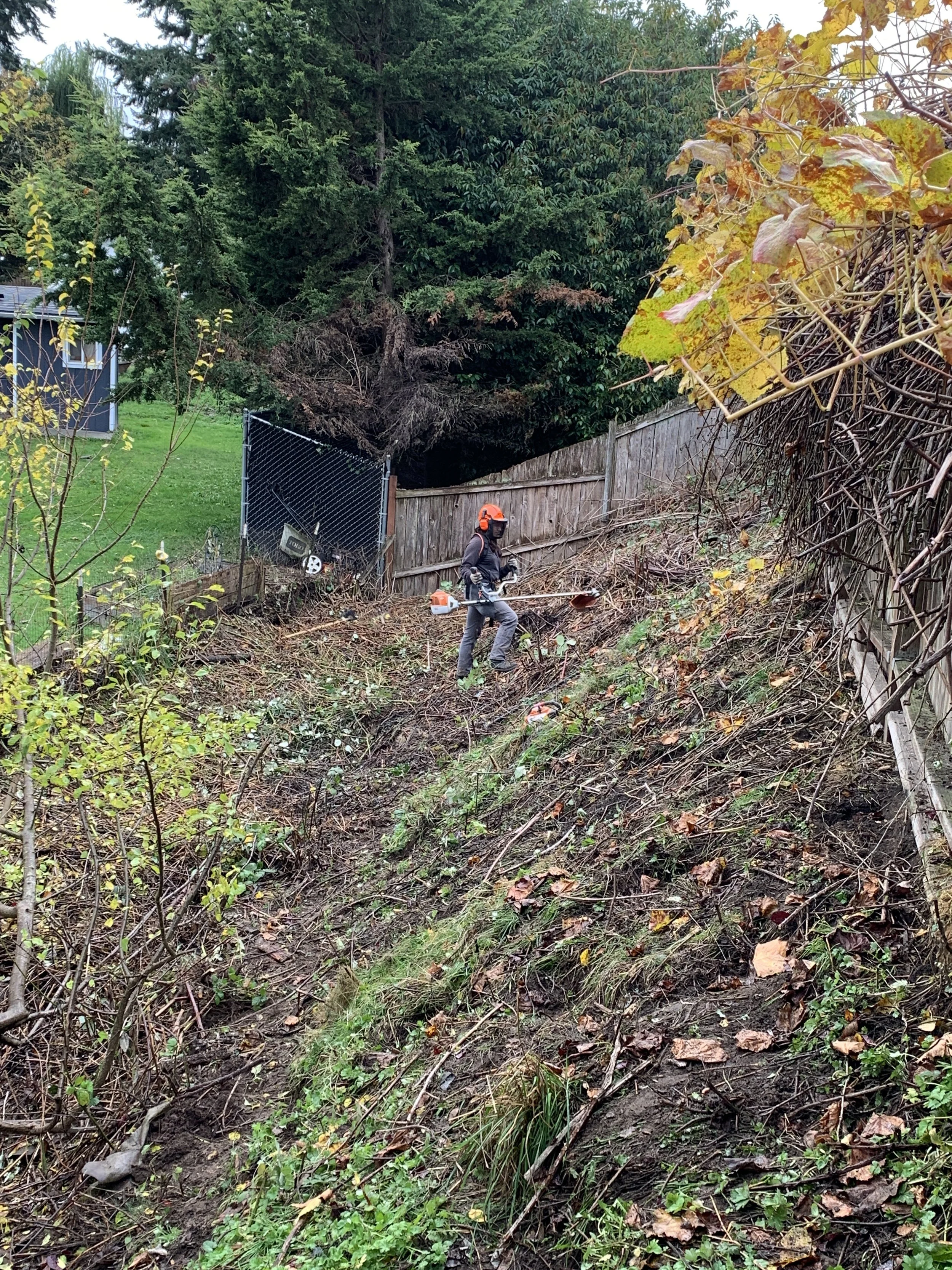 A crew member clears a hillside covered in Himalayan blackberry with a weedwhacker