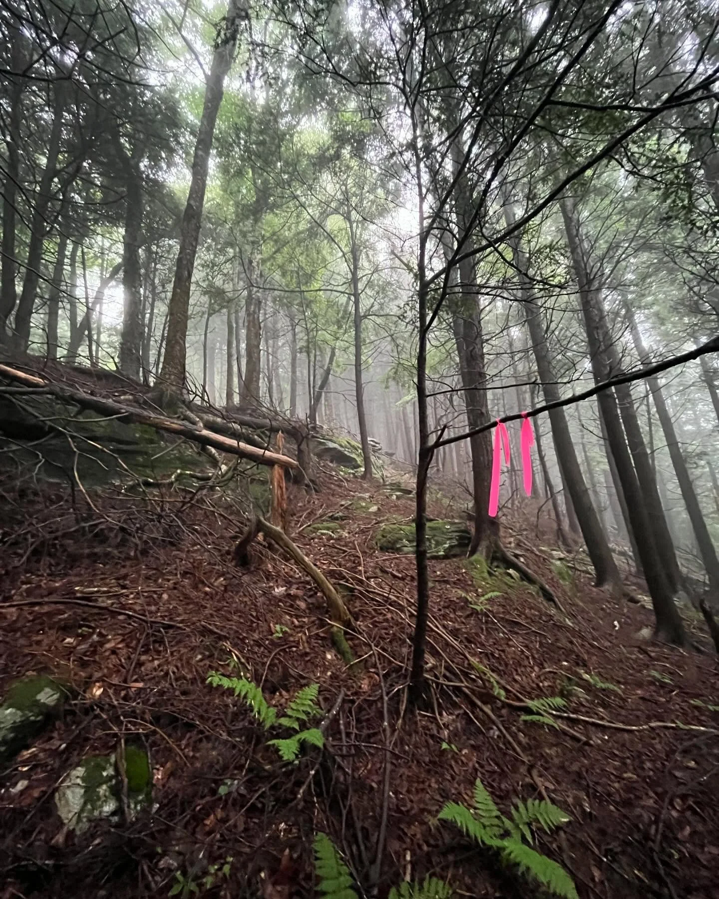 Lots of things happening at Shaker Ridge Trails! @pinnacletraildesign has been hard at work on the trail design and masterplan for phase I. Stay tuned as that will be released in the coming months #mountainbike #mtb #trailbuilding #intheberkshires #b