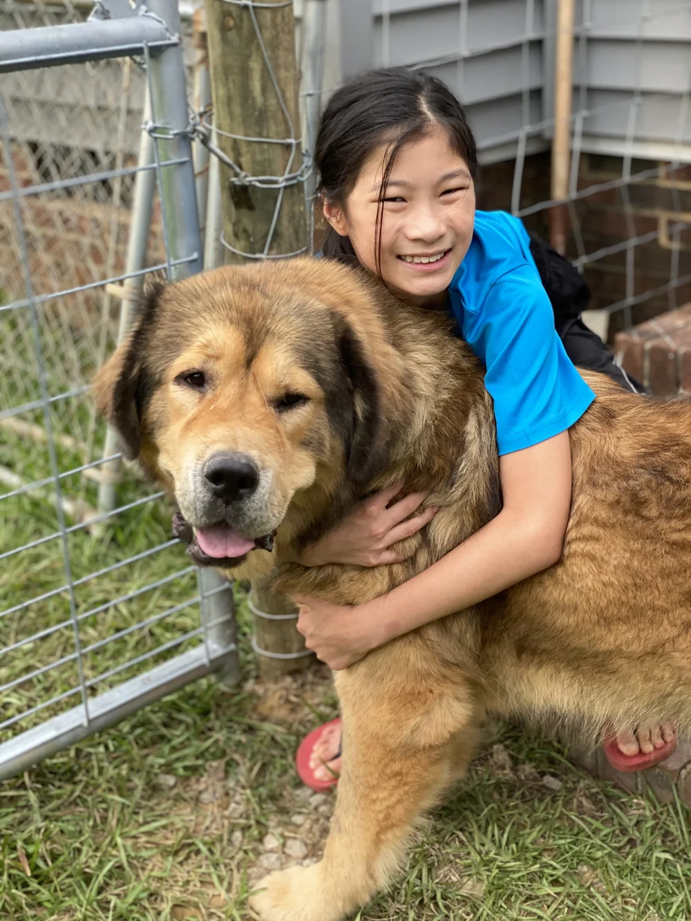 Are Tibetan Mastiffs Illegal In The Us