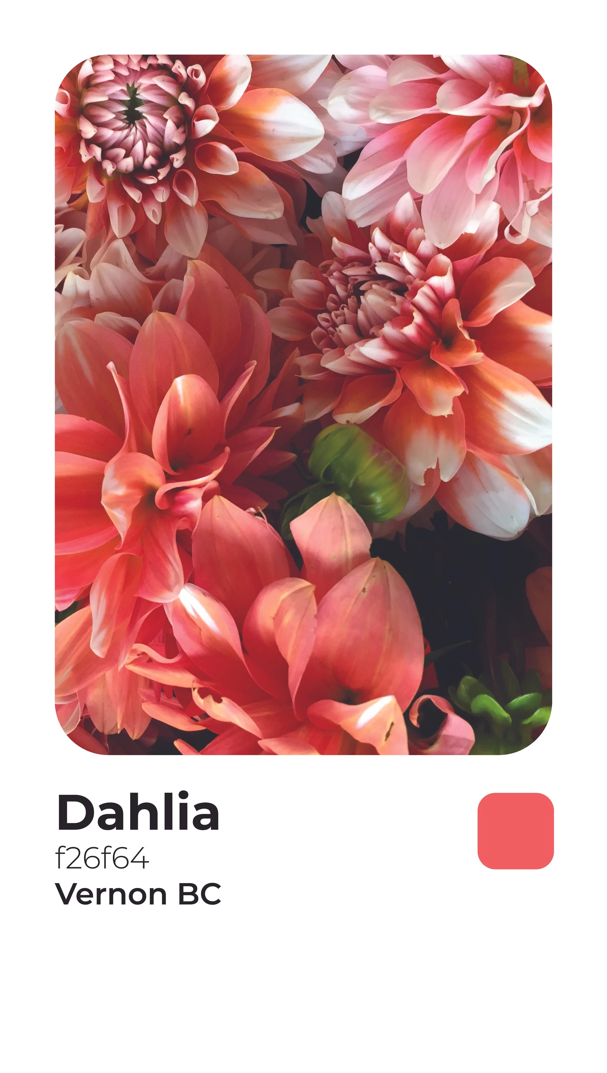 Rogerie Colors-18.jpg