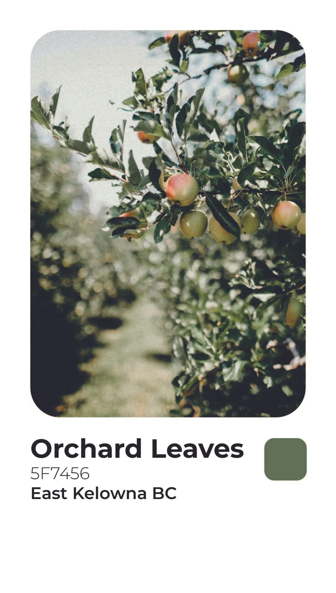 Orchard Leaves-19.jpg