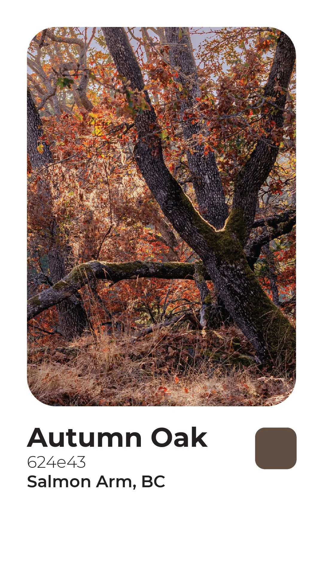 Rogerie Colors Polaroid-10.jpg