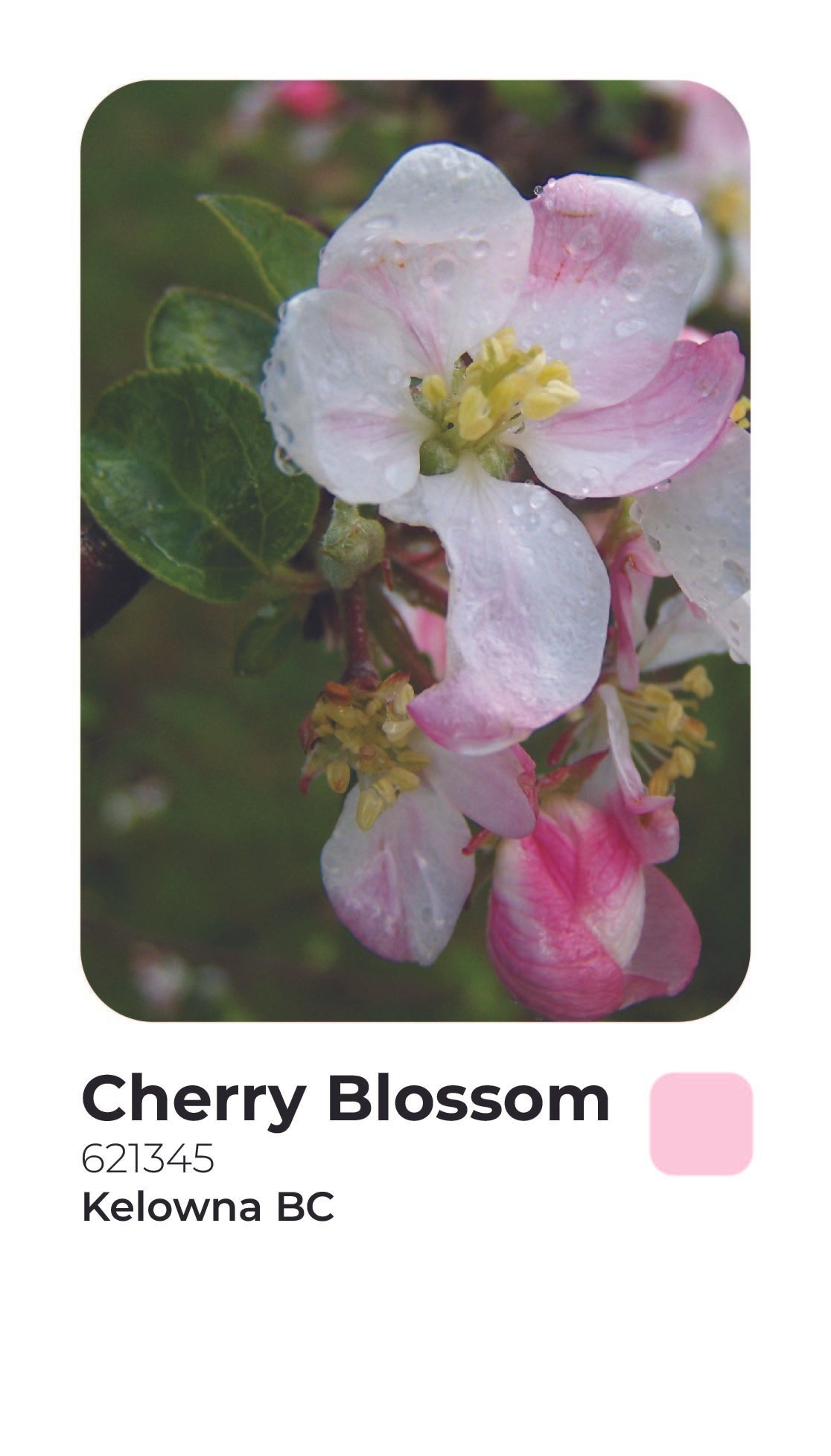 Cherry Blossom-23.jpg