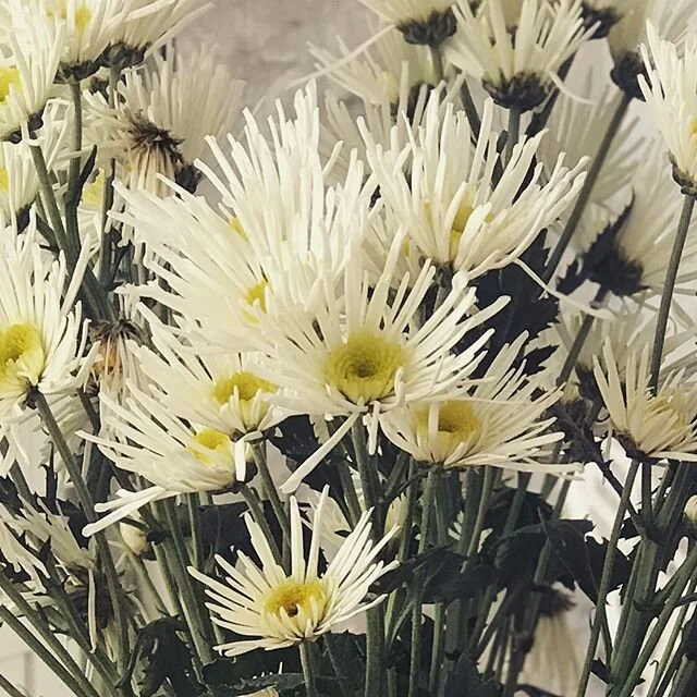 Daisies are so delicate. I adore these flowers.
I&rsquo;m sketching them to test the waters.