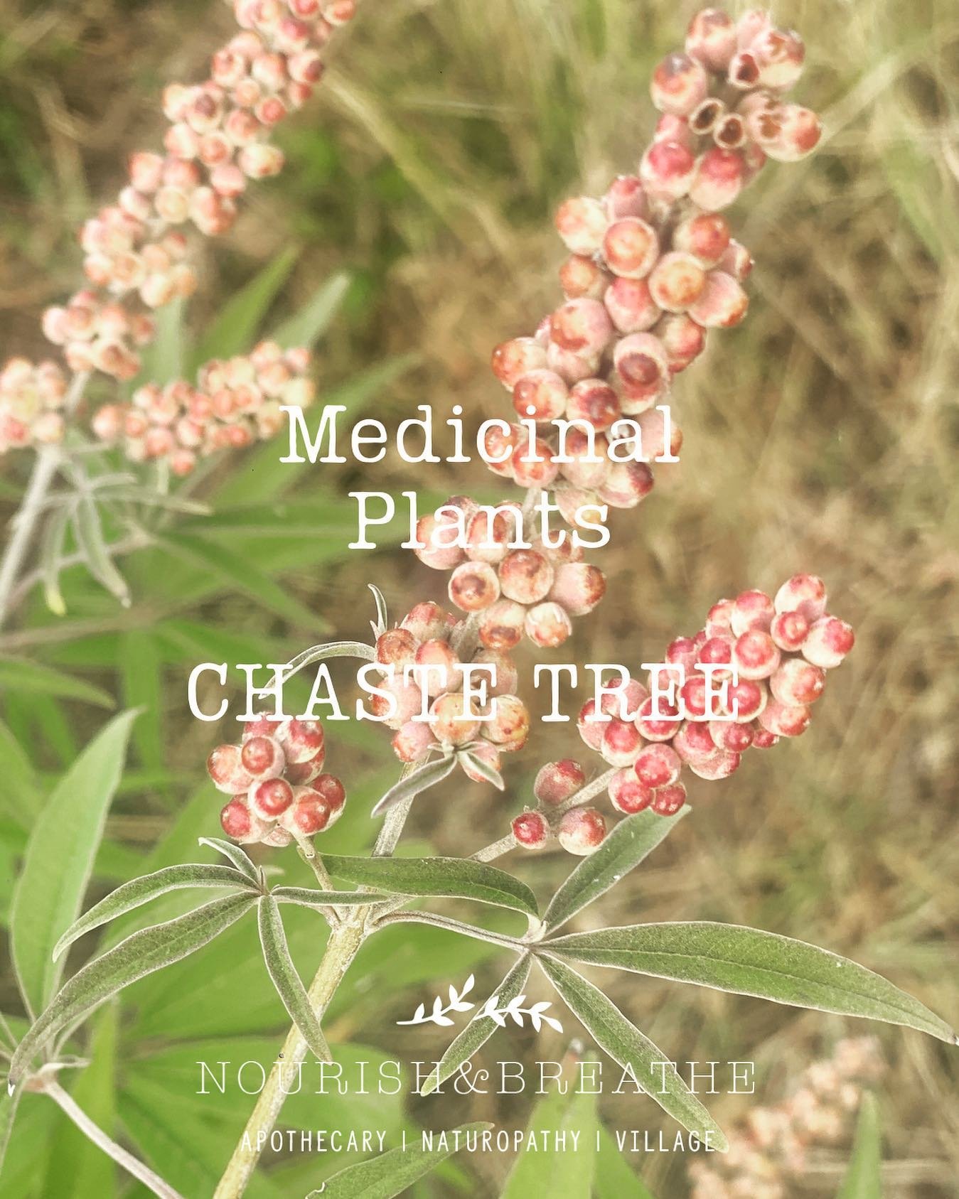 Chaste Tree is a well loved herbal medicine used by most naturopaths and herbalists when supporting women and their menstrual cycle. This herb is a powerhouse and some would consider indispensable in the dispensary when looking to help regulate the m