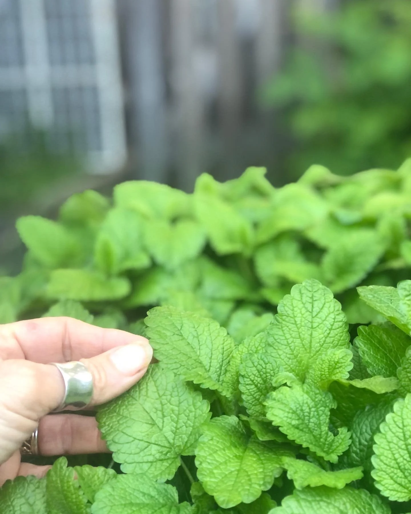 Home Herbalist Series - Session 3