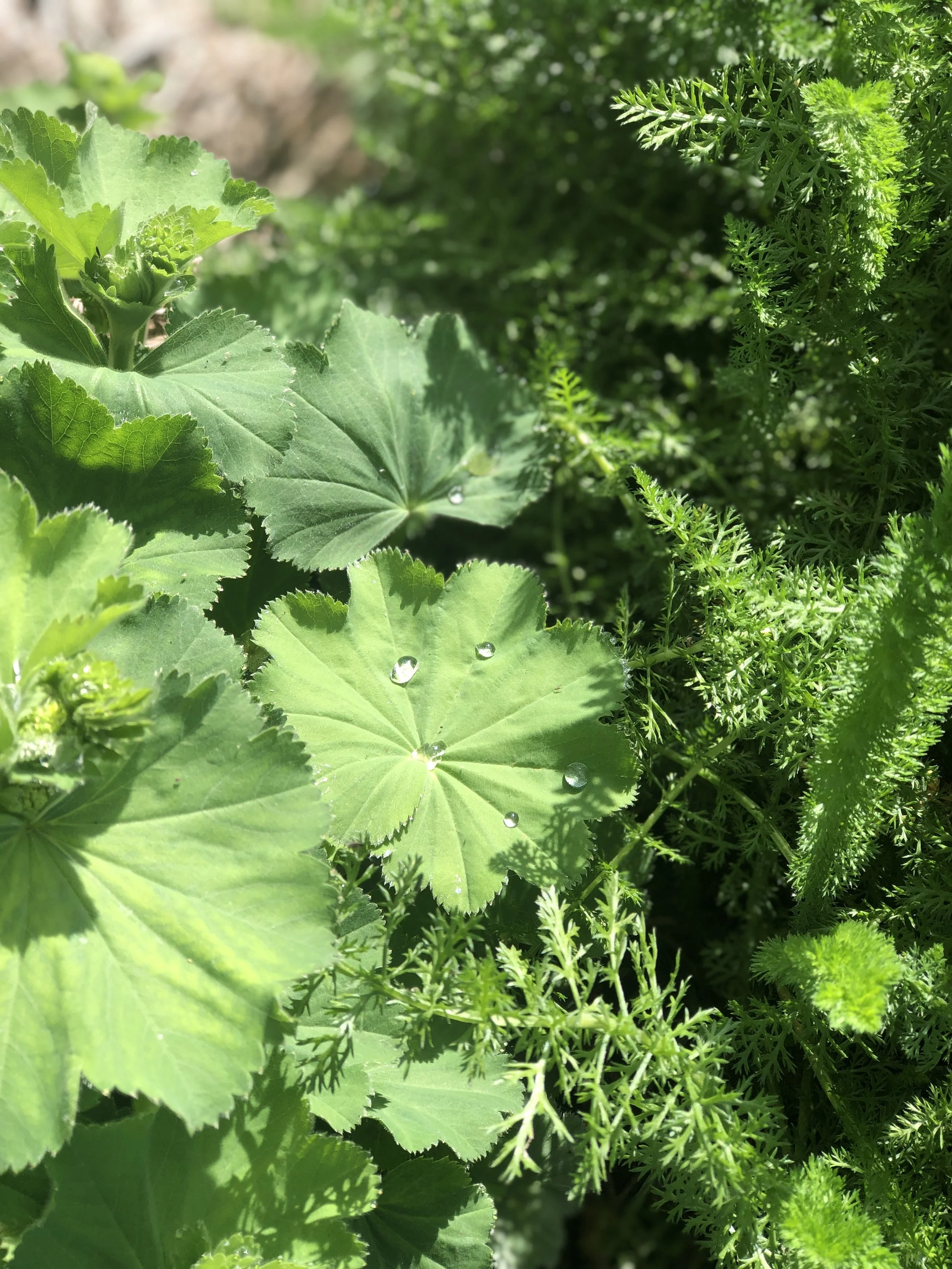 Home Herbalist Series - Session 4