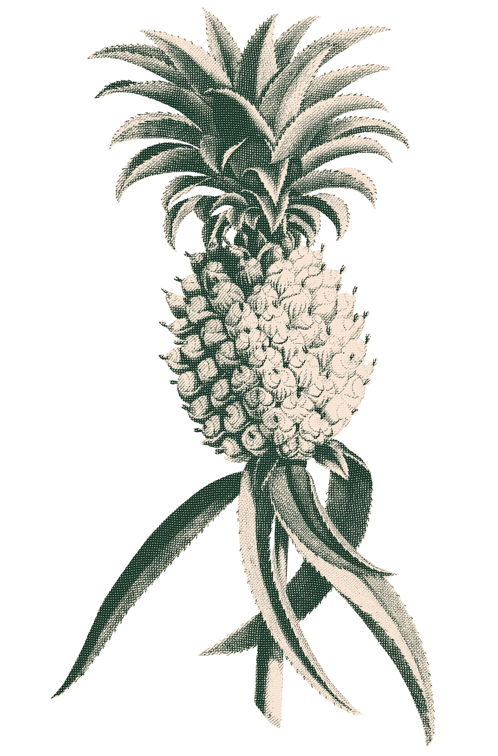 pinapple-engraved.png