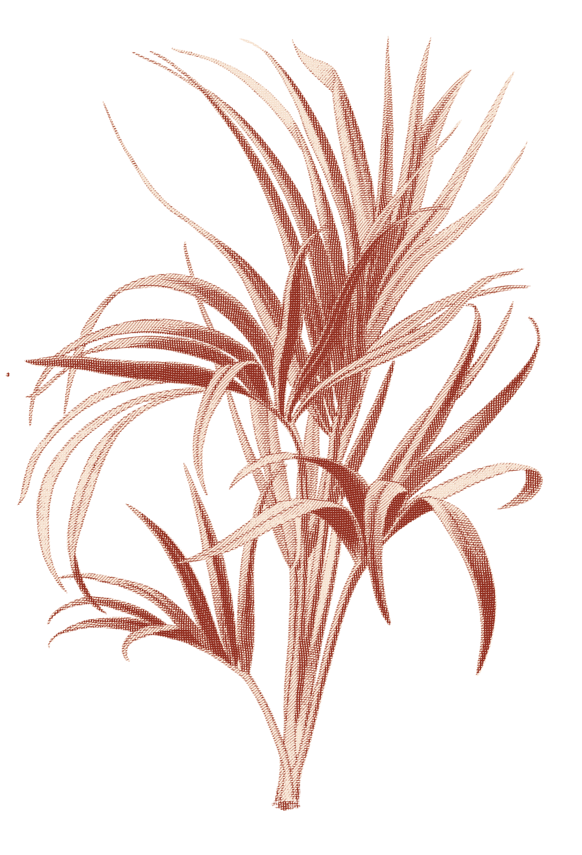 curlypalm-engraved.png