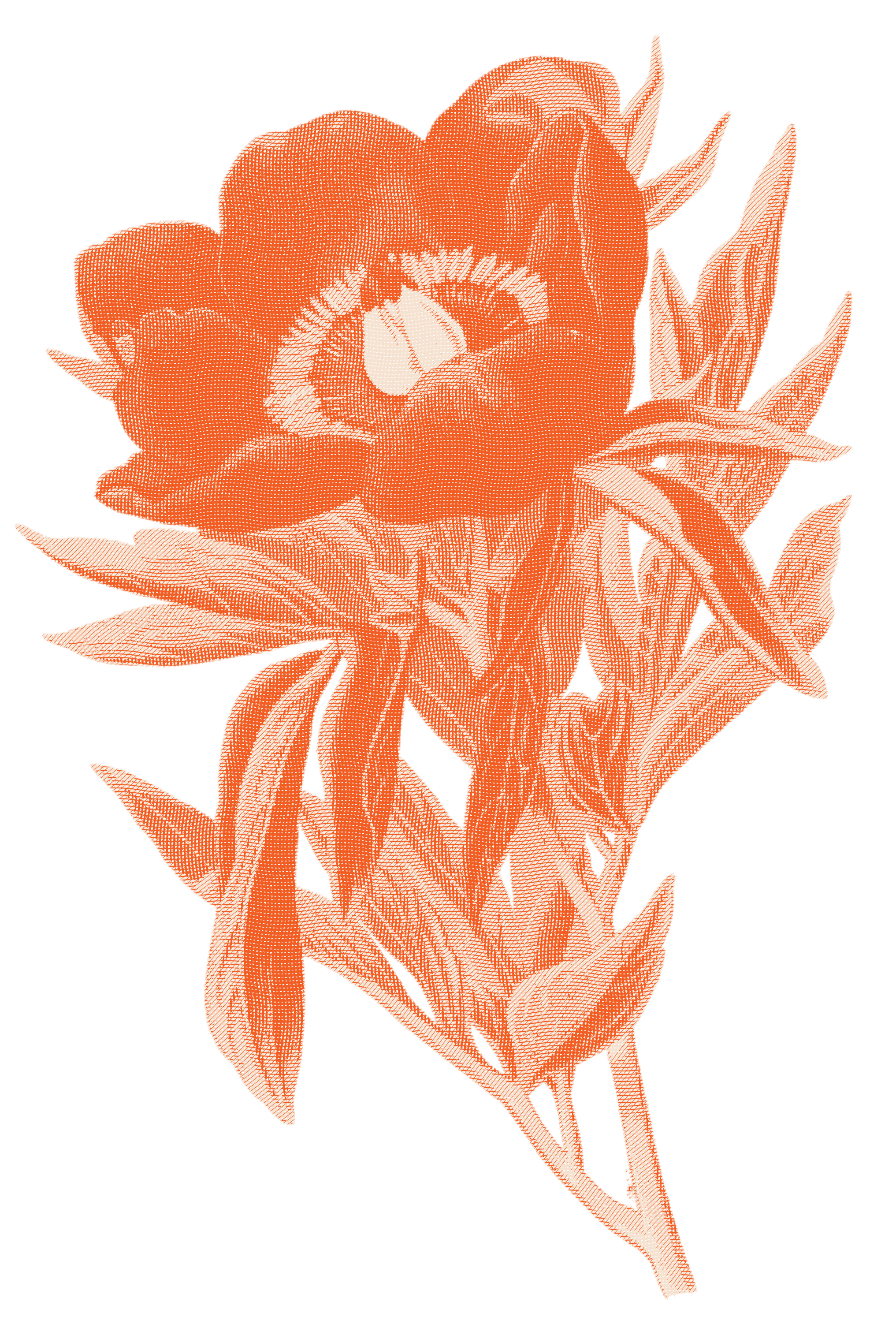 commonpeony-engraved.png