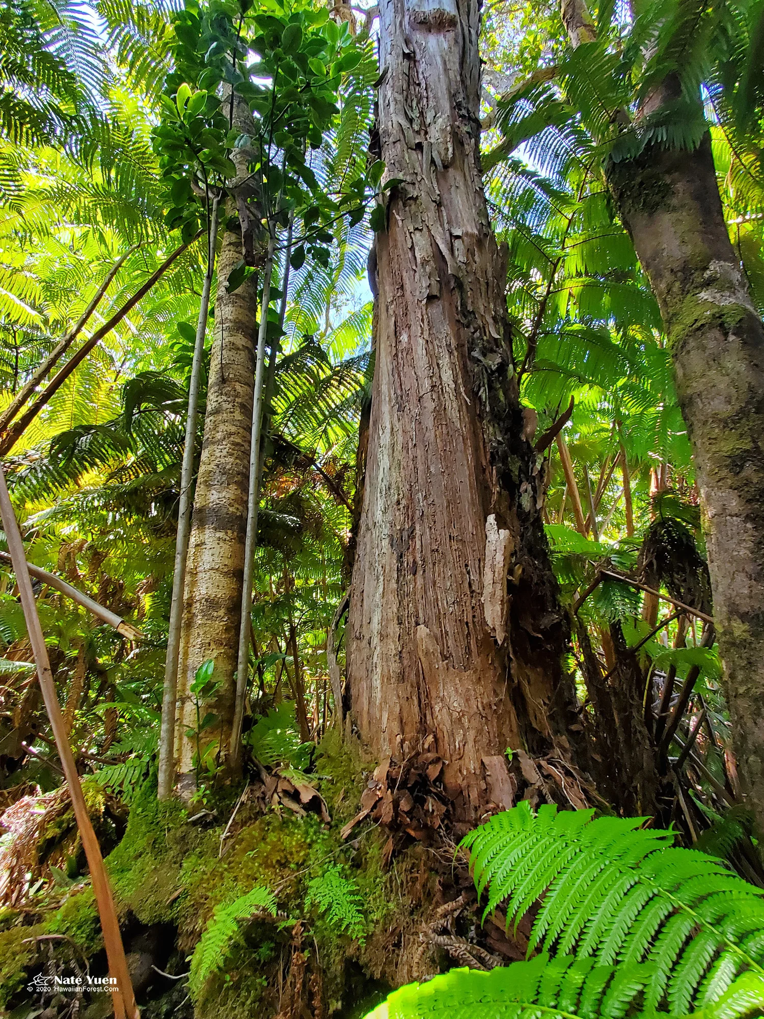 Tree Hi New! Join the Virtual Tree Planting Program — Sierra Club of Hawaiʻi