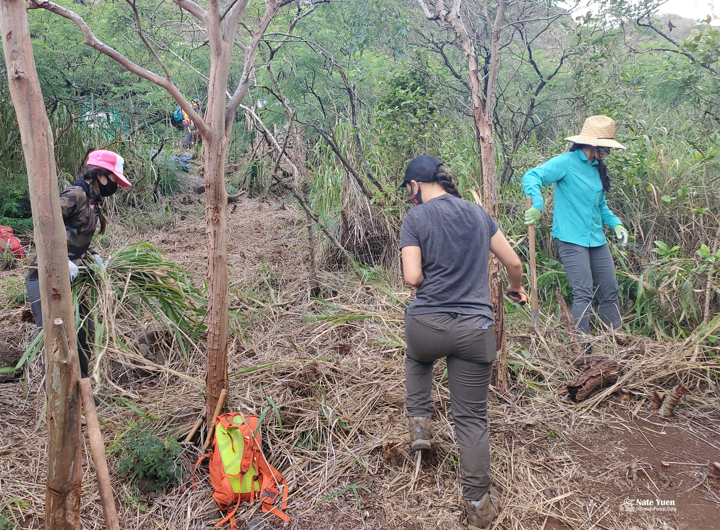 0034 Pia Valley Remove Invasive grasses-2500.jpg