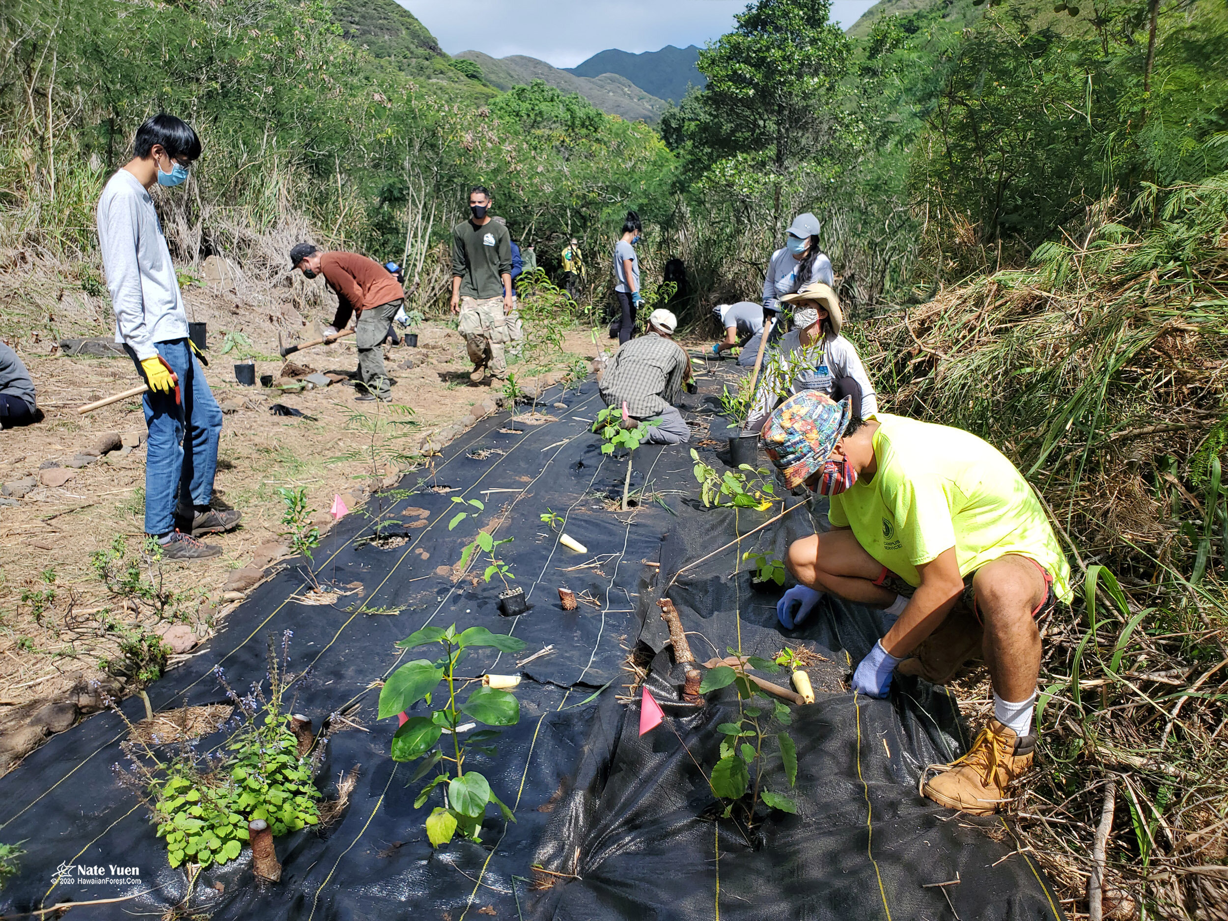 0080 Pia Valley Tree Planting Black Plastic Burlap-2500.jpg