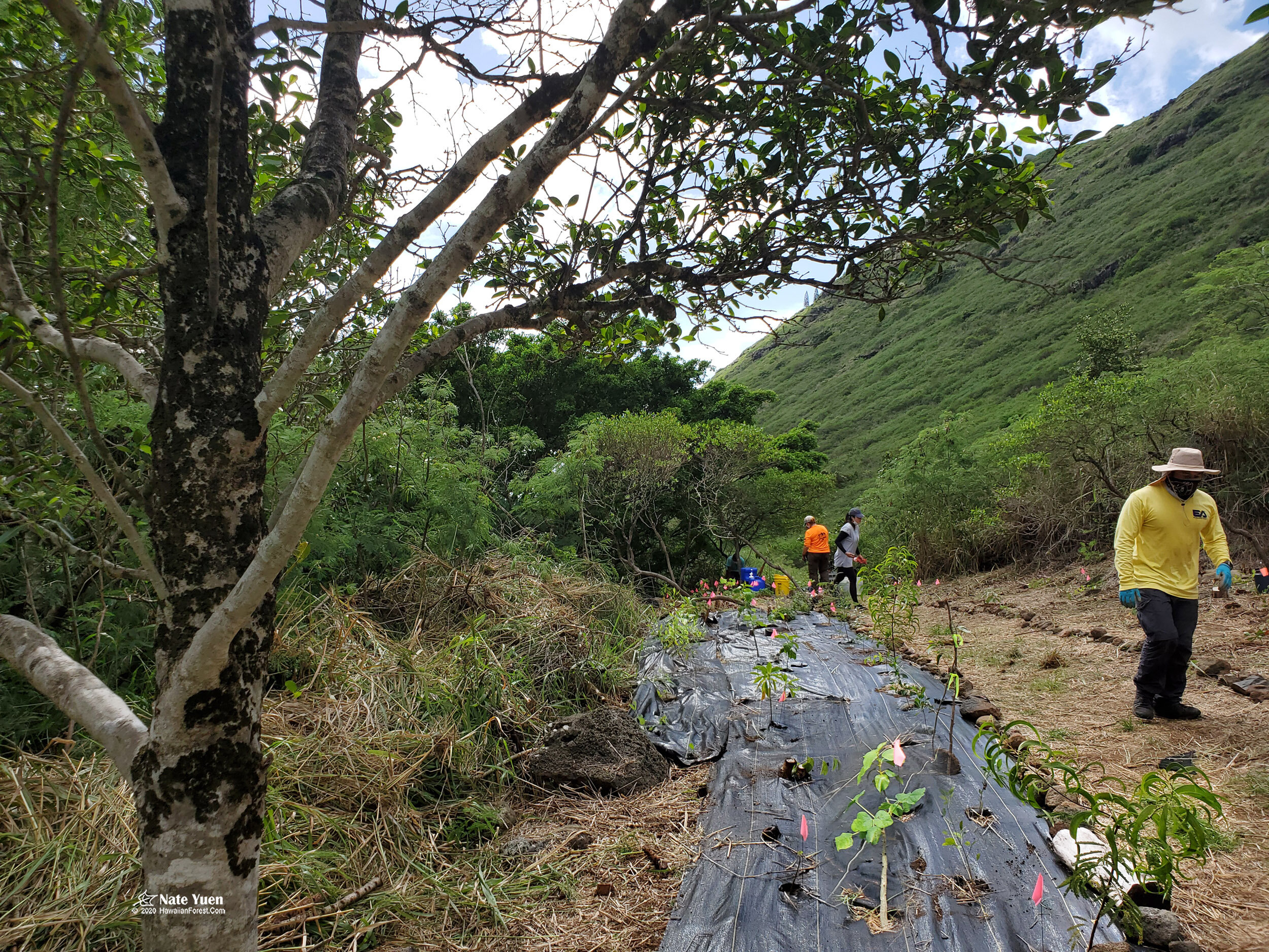 0082 Pia Valley Tree Planting Black Plastic-2500.jpg