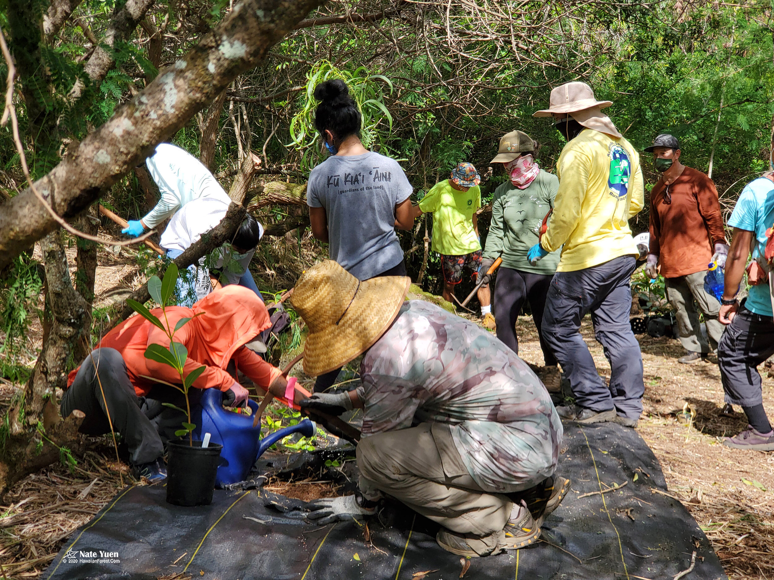 0094 Pia Valley Planting in Expanded Area Plastic  Watering-2500.jpg