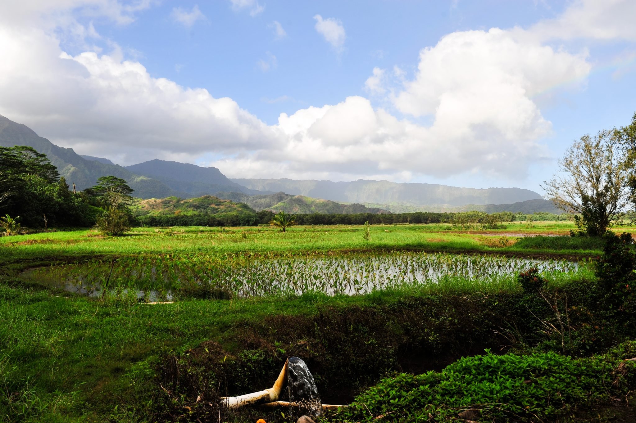 ‘Forever Chemicals’ Have Been Found In Hawaii’s Environment. Now What?&nbsp;