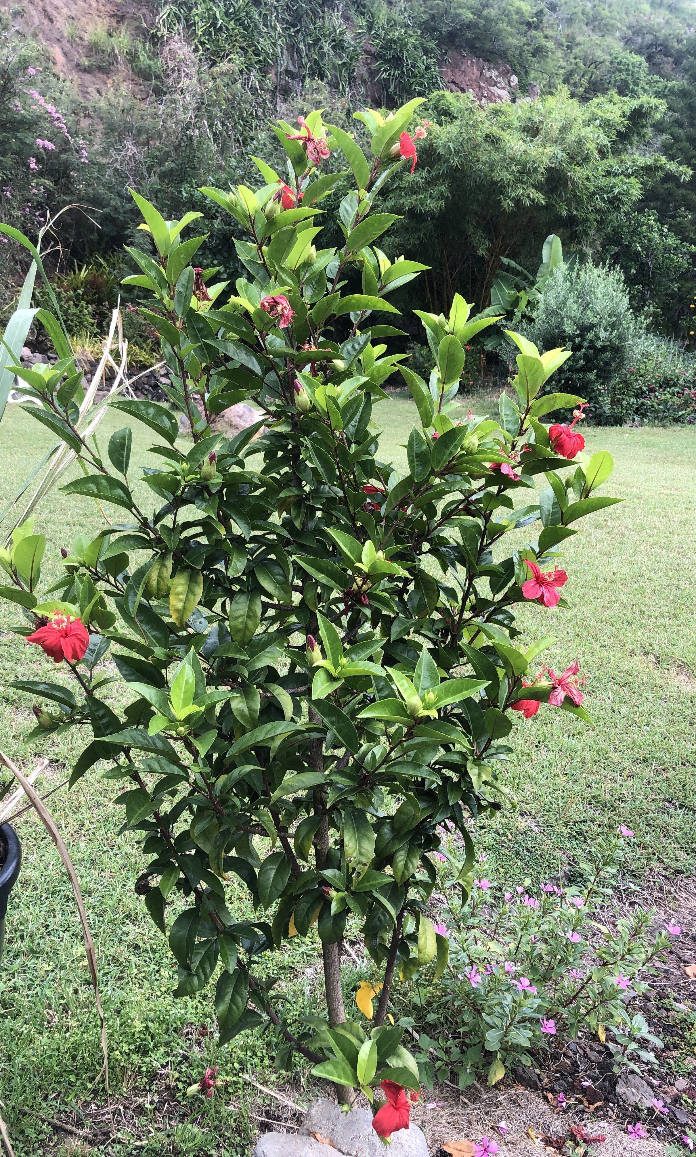 Native hibiscus, Wayne &amp; Didi