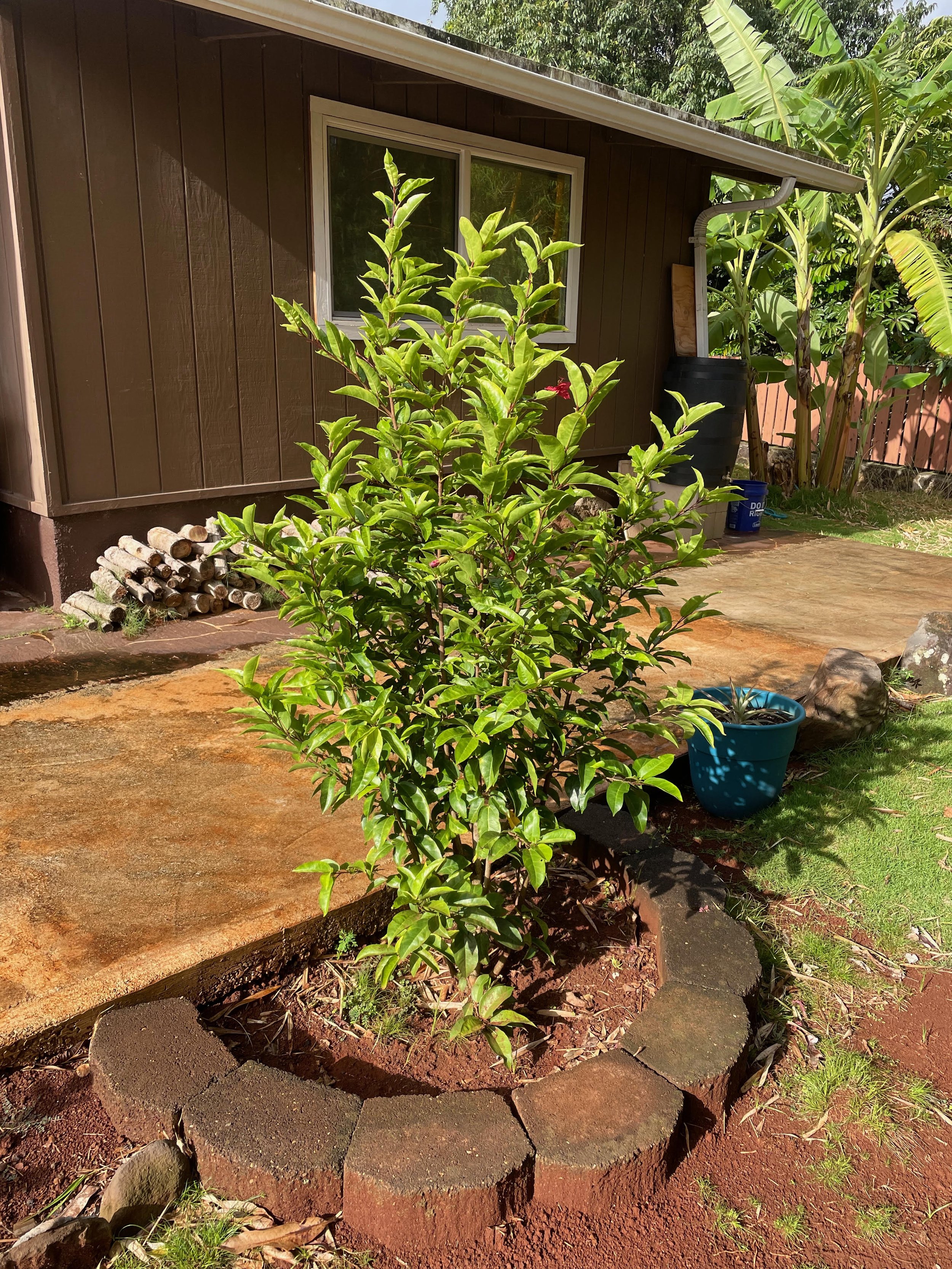 Native hibiscus, Serge