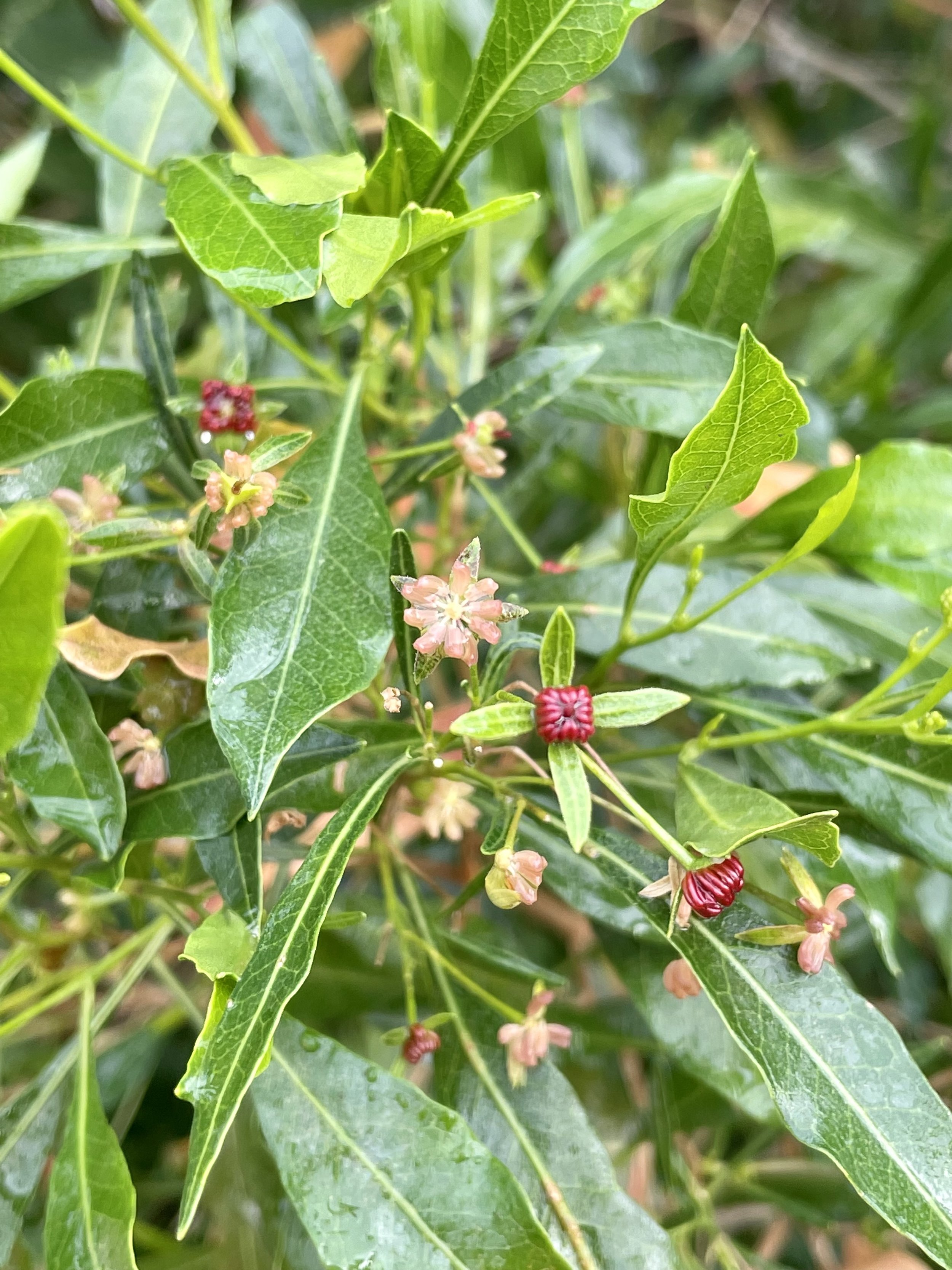 Aʻaliʻi flowers, Hilary