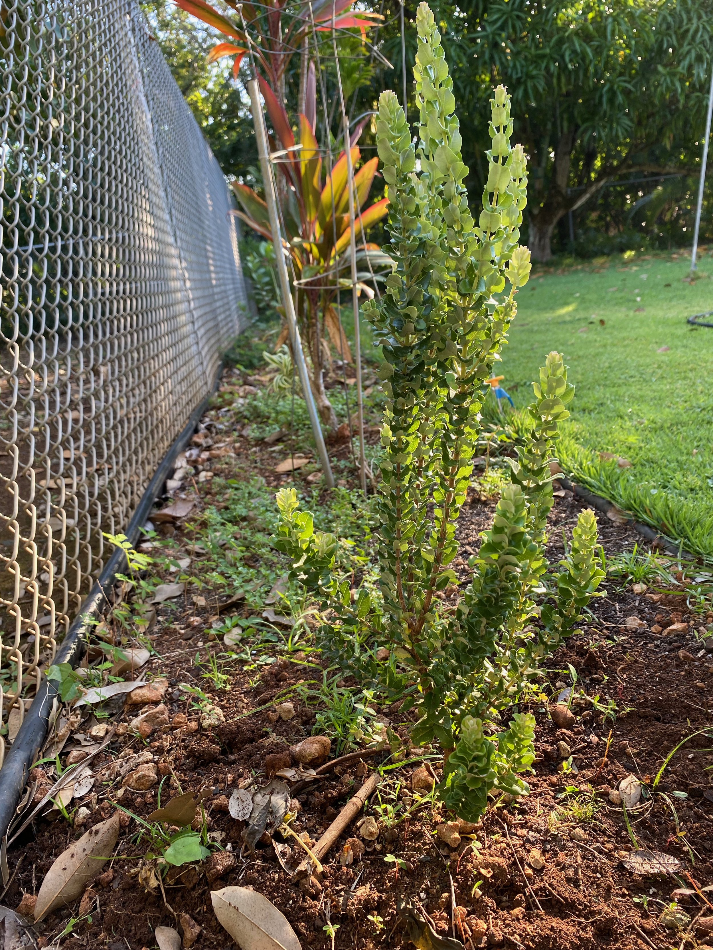 ʻŌhiʻa, Regina