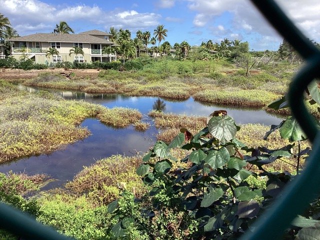  Laʻie mauka wetlands, one of the areas on private land being restored by Save the Wetlands Hui in south Maui was visited on the recent Maui Group wetlands tour. 
