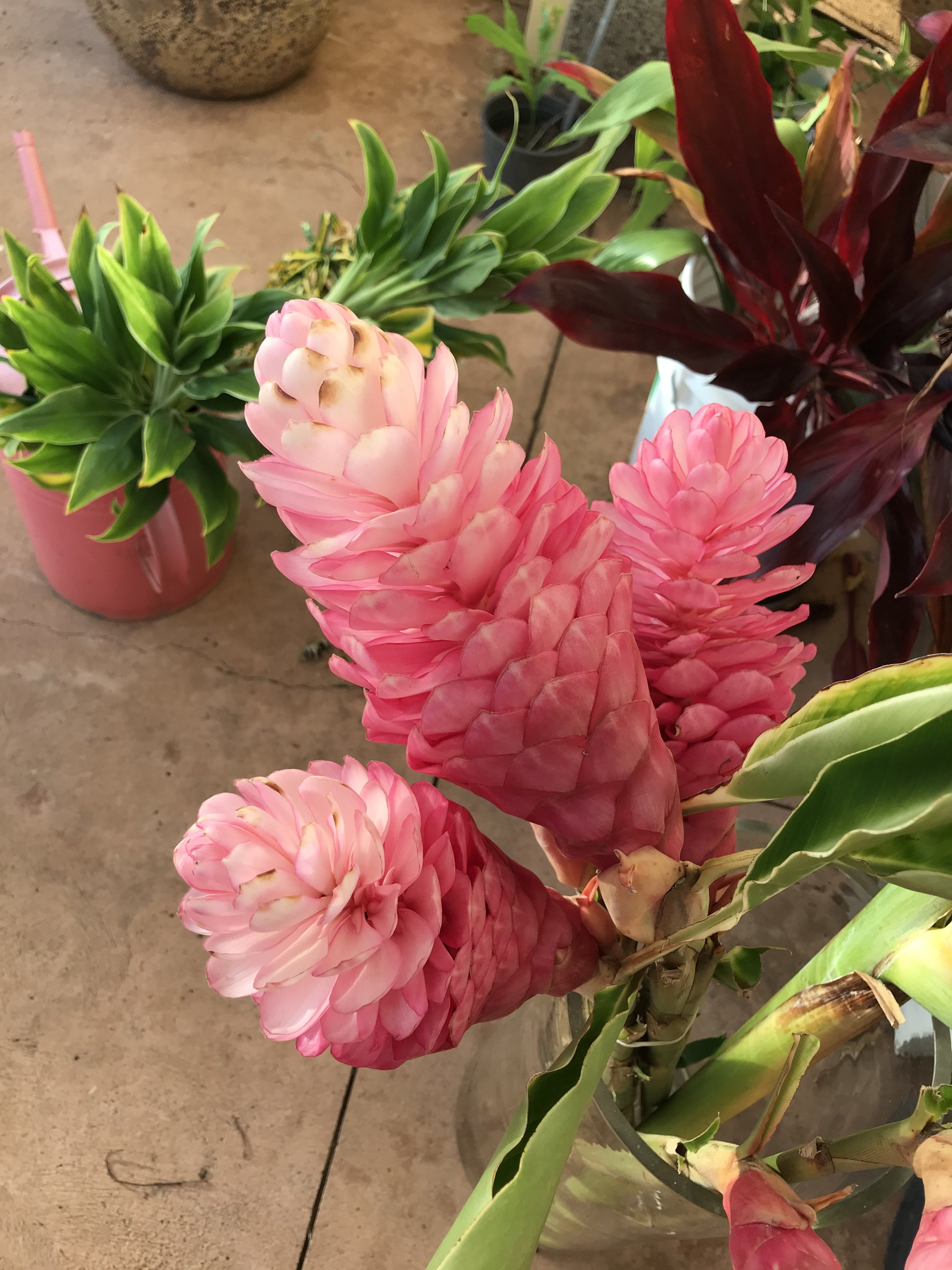 Hundreds of colorful plant varieties will be for sale at the Maui Group Mother’s Day Plant and Yard Sale on May 11. Photo: Lucienne de Naie