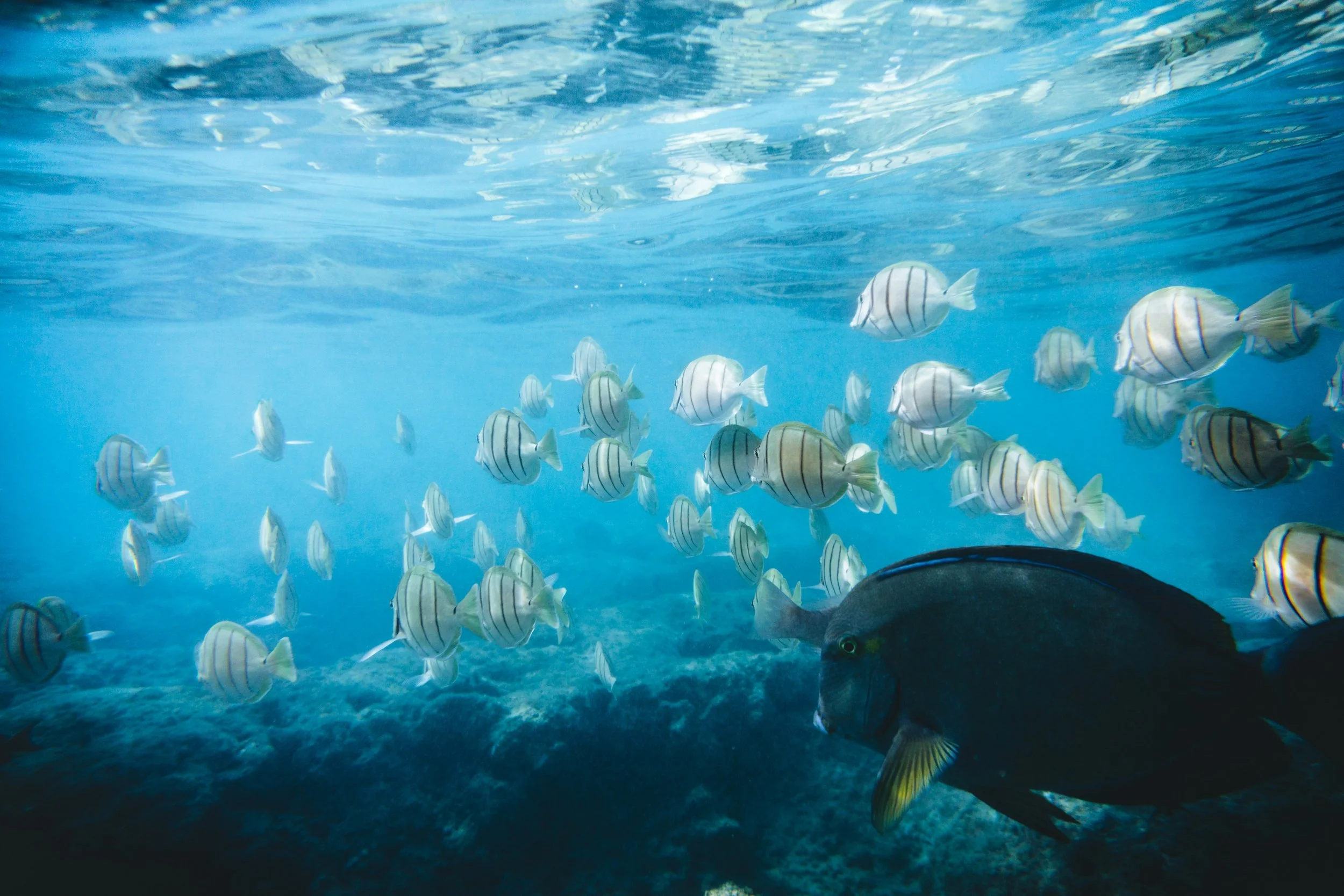 Protect Oʻahu’s reefs from commercial aquarium collection- submit EIS scoping comments today!&nbsp;