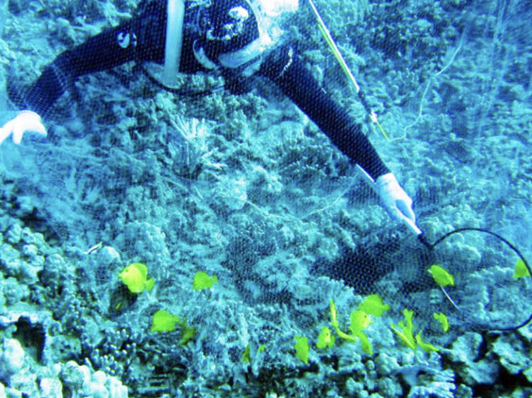 Land Board Sends Back Commercial Aquarium Collection Rules