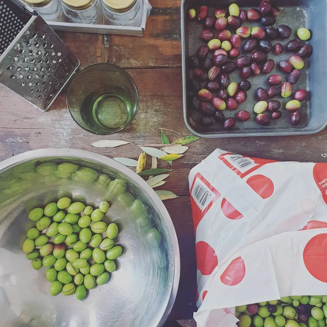Preparing to brine the olives.  #gaycook #fancy #olives #olivetree #lazytuesday
