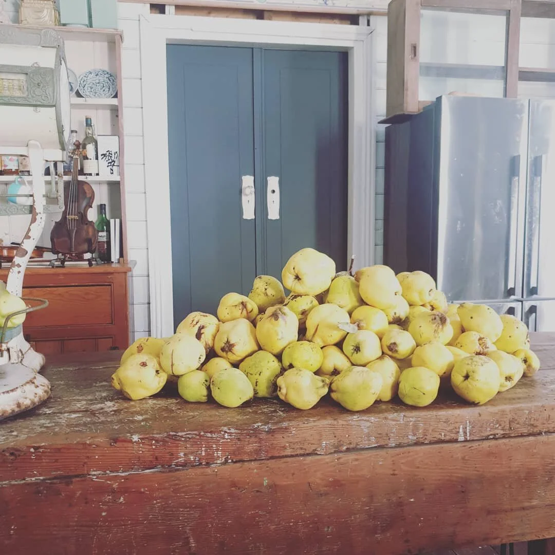 Time to make quince paste.  Can't travel must cook.  #fancy #wheretoland #jam #gaycook #gaycooking #quincepaste #quince #lazysunday #lazysundays #masterchef #massivequincefan #yummy