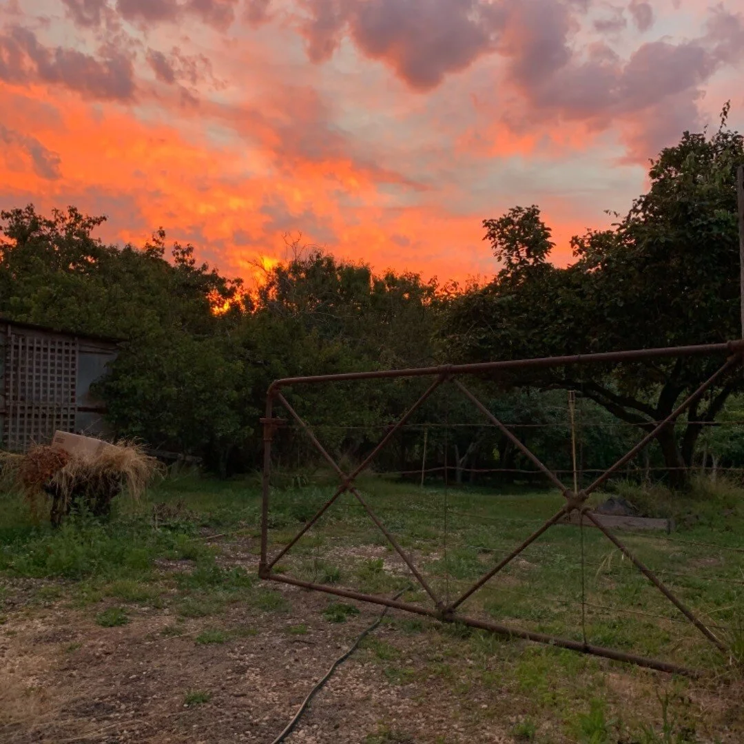Couldnt help myself with another snap.  Amazing sunset across backyard tonight. #nofilter