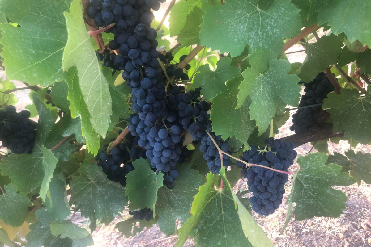 Fast & Furious Vintage 2024