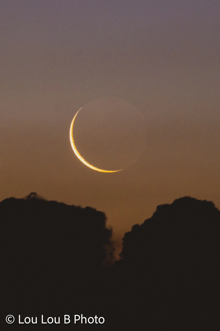 Large golden crescent moon setting behind silhouetted coastal trees at dusk.