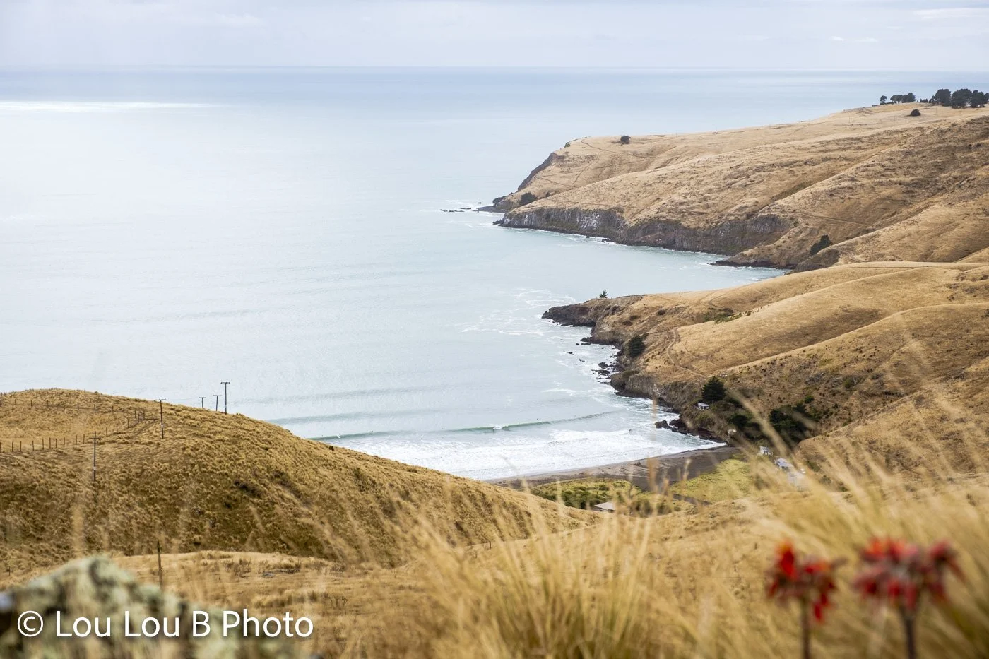 Golden coastal hills and ocean viewed from above, Taylor's Mistake Beach in Christchurch, Banks Peninsula, New Zealand