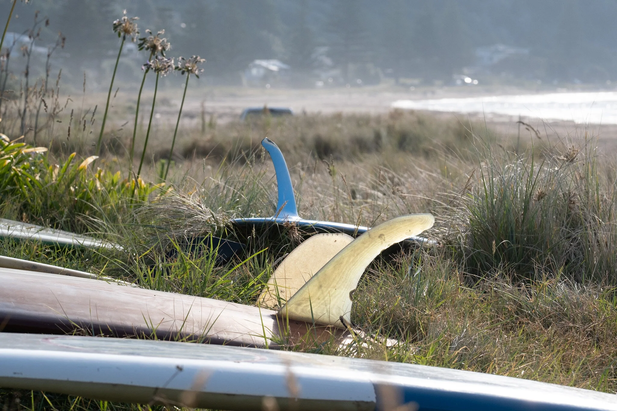 Vintage longboard tails facing the ocean at Makorori Beach in Gisborne, New Zealand. Agapanthus flowers and sand dune grasses add to the coastal scene in this surf lifestyle photograph.