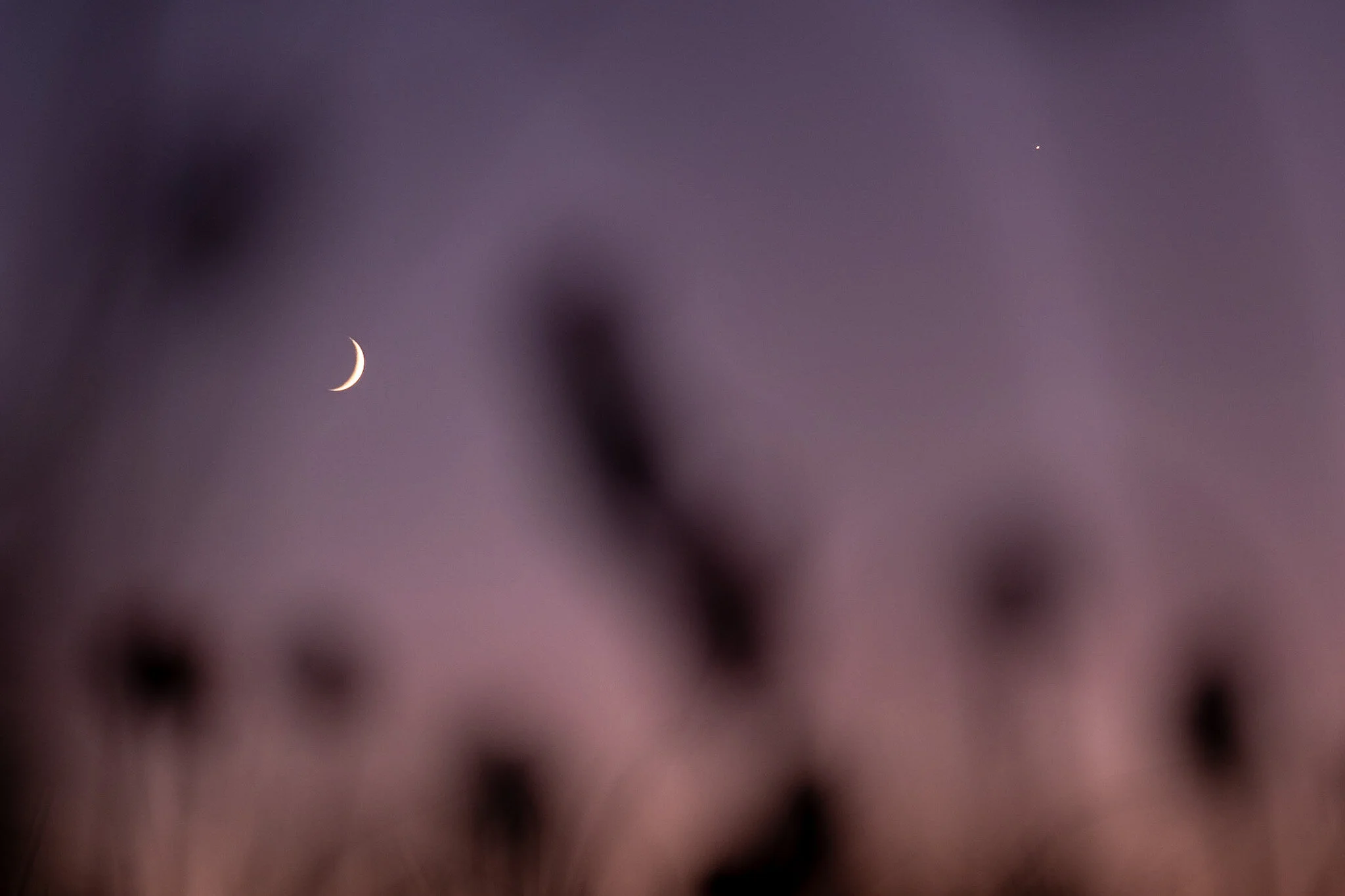 A captivating photograph by Lou Lou B Photo shows a crescent moon rising into a soft pink and purple morning sky. The flowers in the foreground, out of focus, frame the moon and add depth to the serene atmosphere. The image is a breathtaking portraya