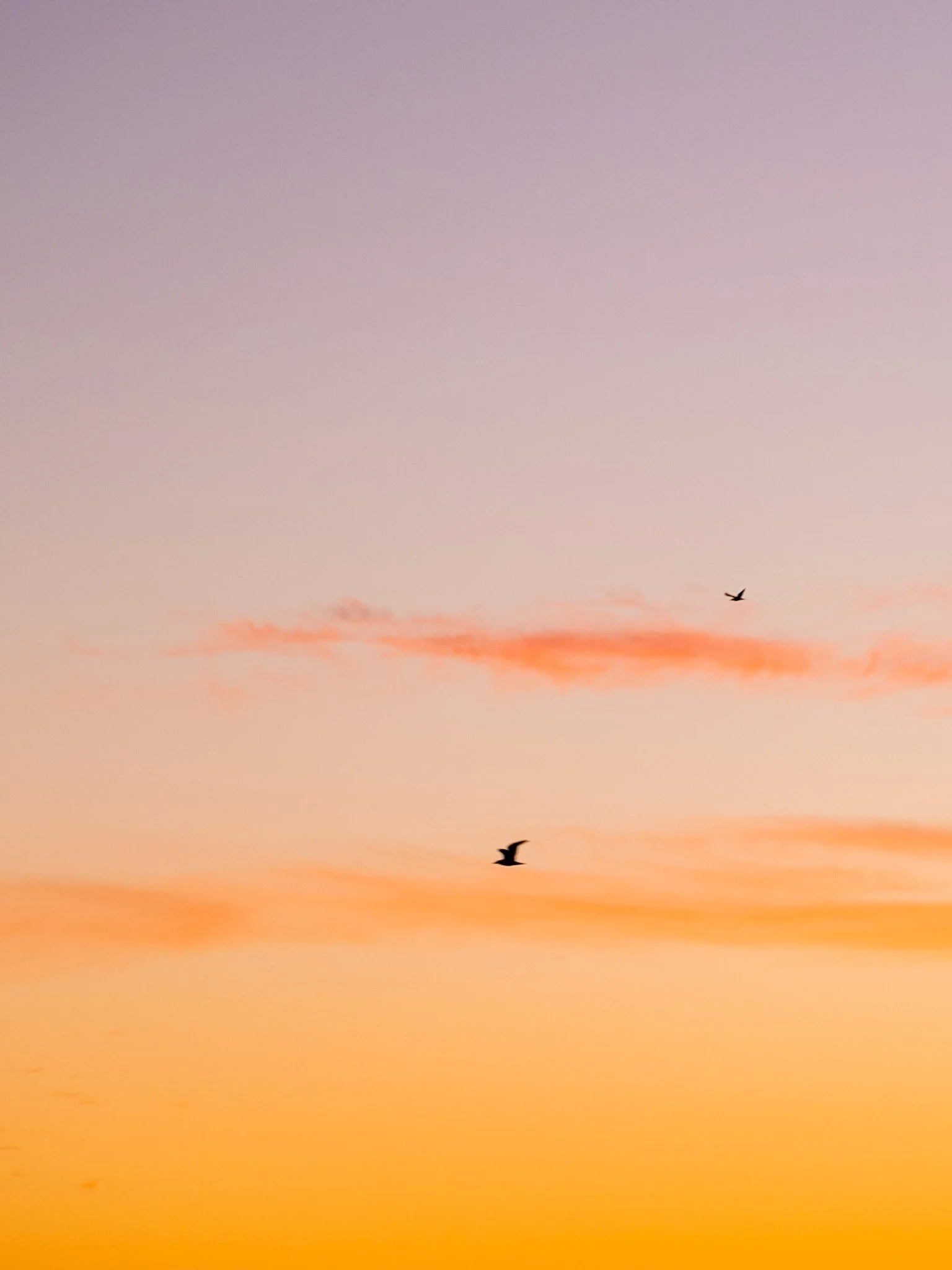 Experience the serene beauty of a sunrise in Mount Maunganui with this photograph by Lou Lou B Photo. The sky is ablaze with oranges, yellows, purples, and blues, creating a breathtaking gradient. Two birds flying through the frame and dappled clouds