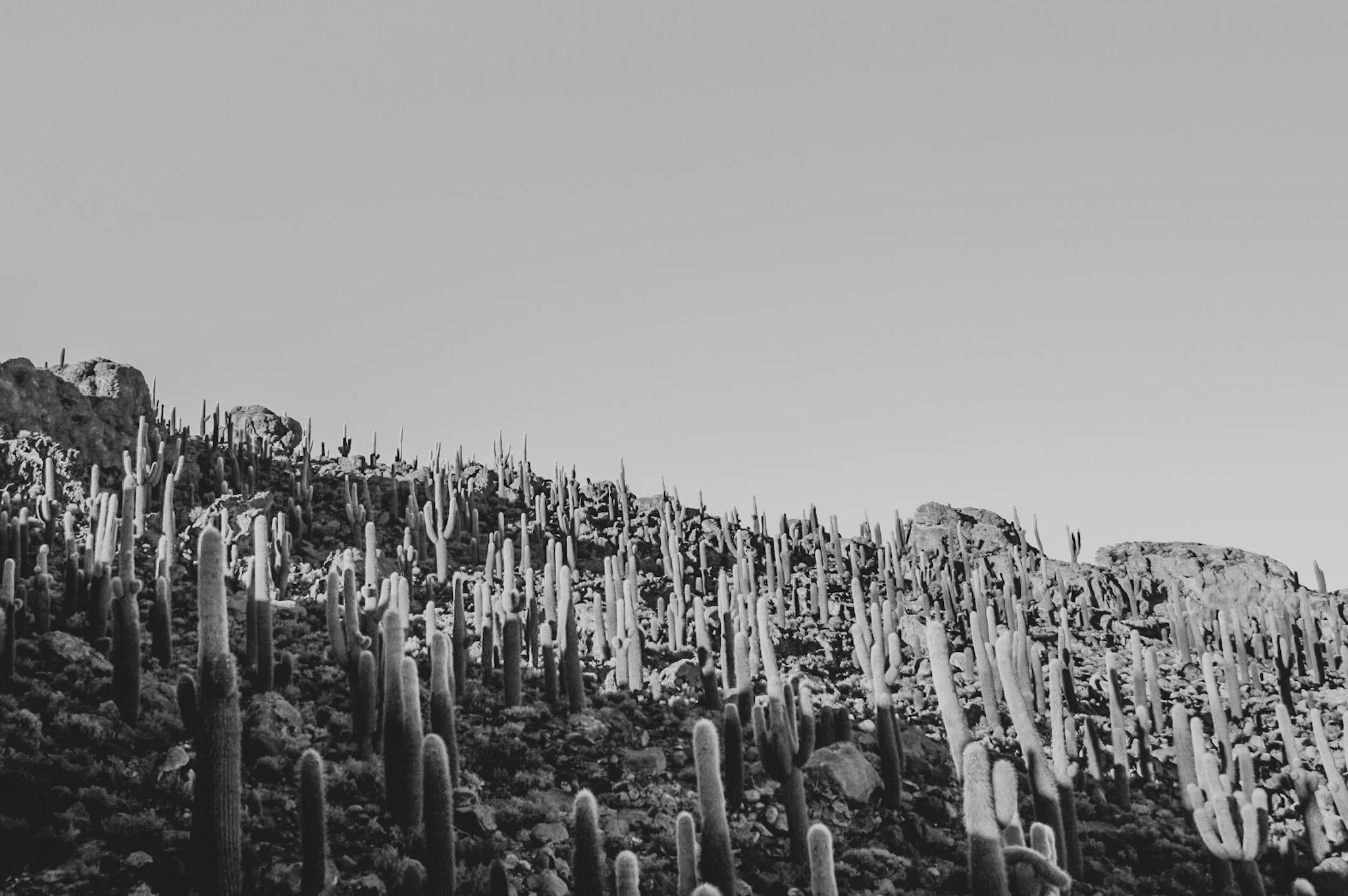 Black and white photo of cacti-covered Isla Incahuasi in Bolivia, a unique landlocked island in Salar de Uyuni.
