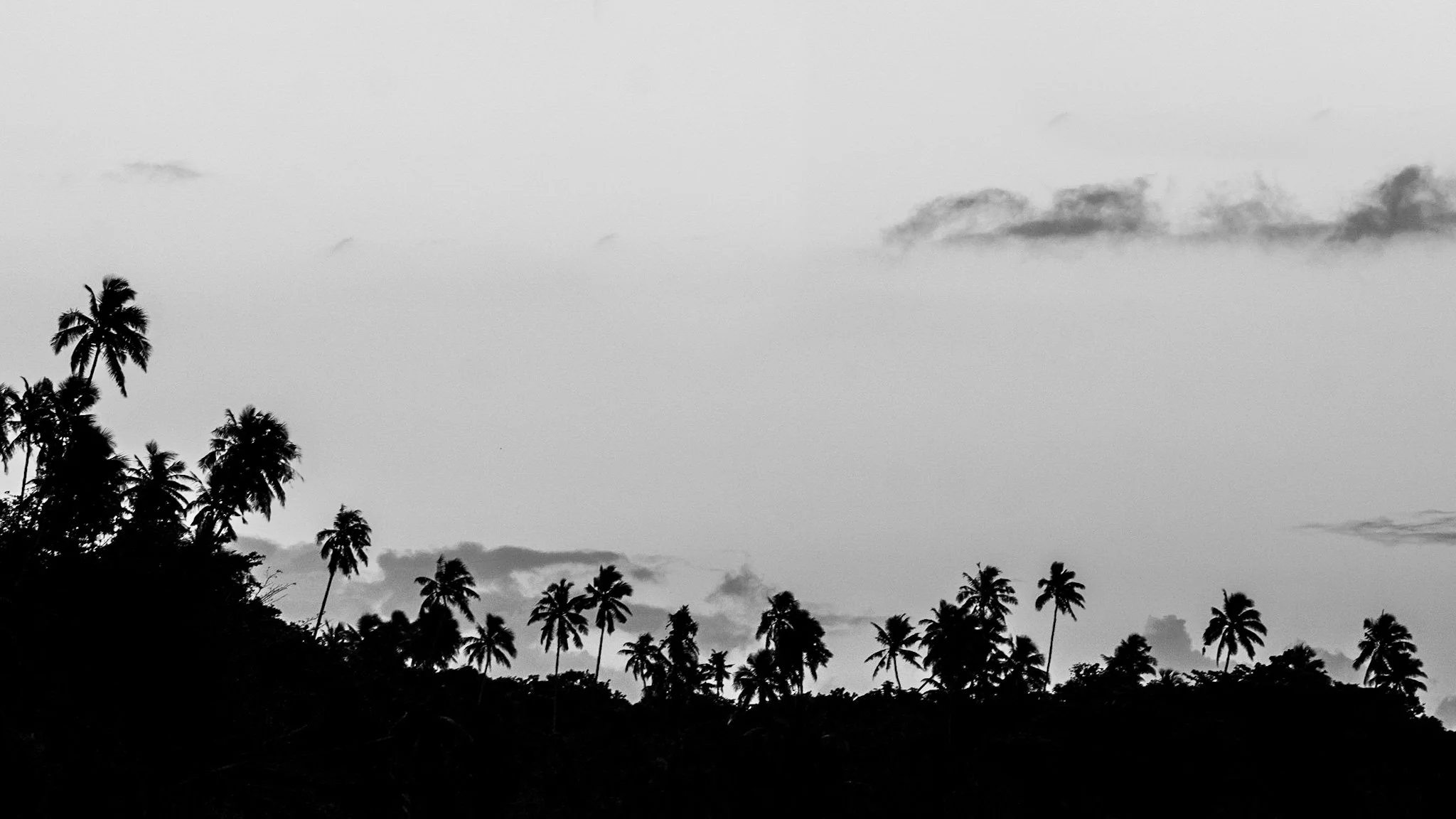 A beautiful and striking black and white photo of palm trees extending out from the land in Samoa. The photo captures the beauty and serenity of Samoa's lush tropical landscape. The tall, slender palm trees are perfectly aligned, stretching out towar