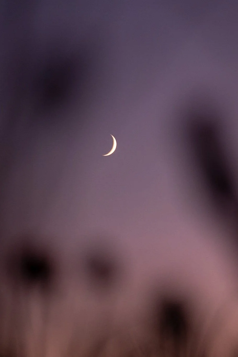A captivating photograph by Lou Lou B Photo shows a crescent moon rising into a soft pink and purple morning sky. The flowers in the foreground, out of focus, frame the moon and add depth to the serene atmosphere. The image is a breathtaking portraya